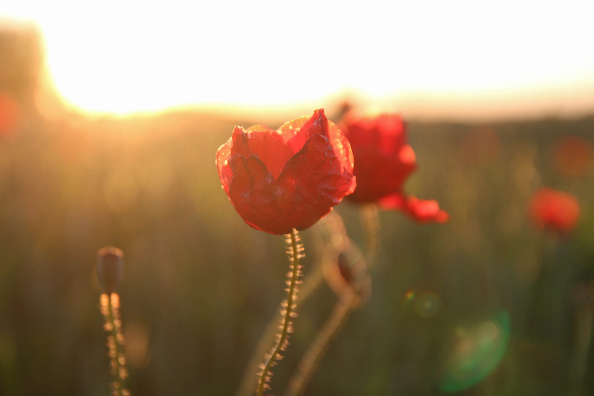 Canon EOS 100D (EOS Rebel SL1 / EOS Kiss X7) + Canon EF-S 17-55mm F2.8 IS USM sample photo. Poppy love photography