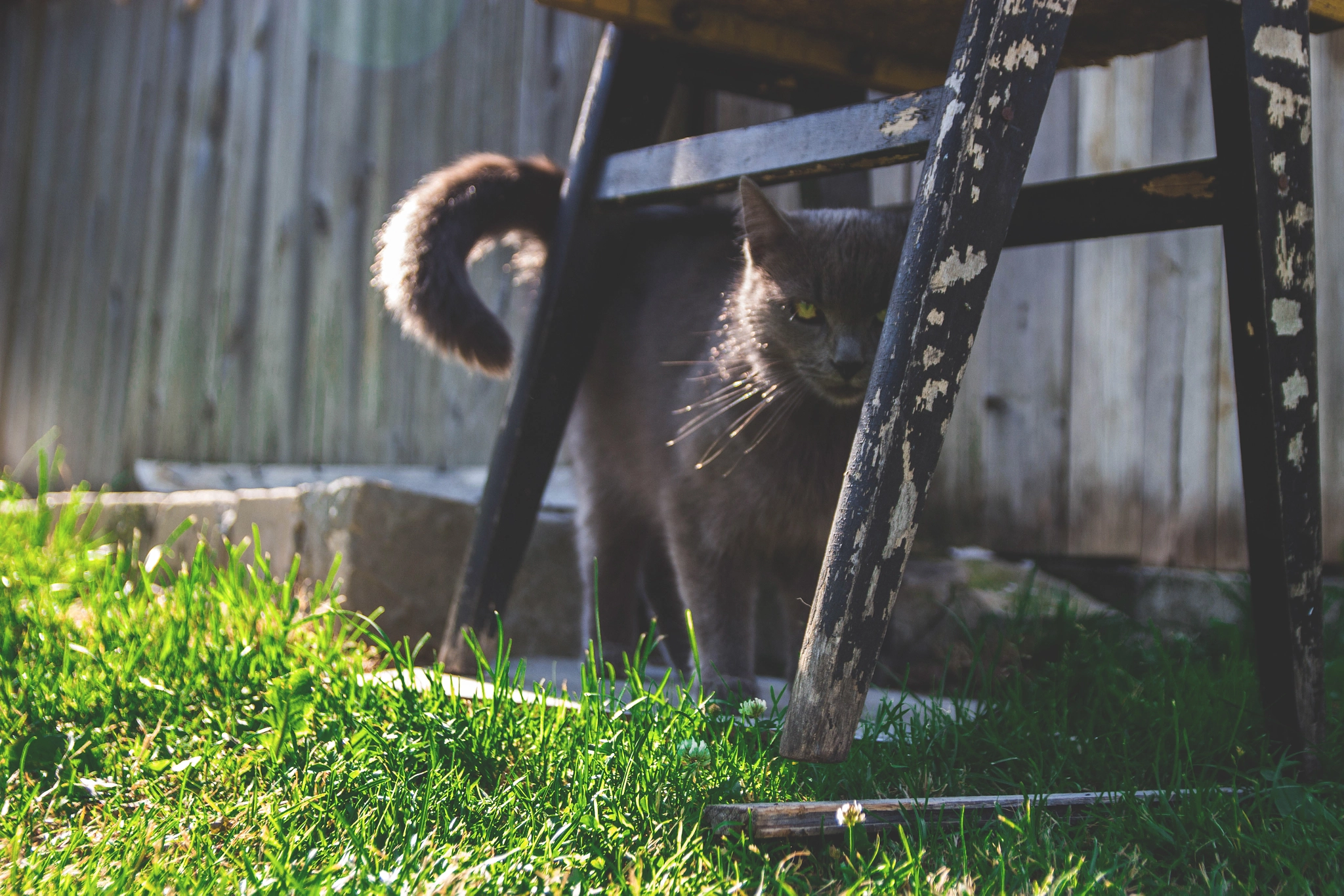 Canon EF-S 17-55mm F2.8 IS USM sample photo. Hide and seek photography