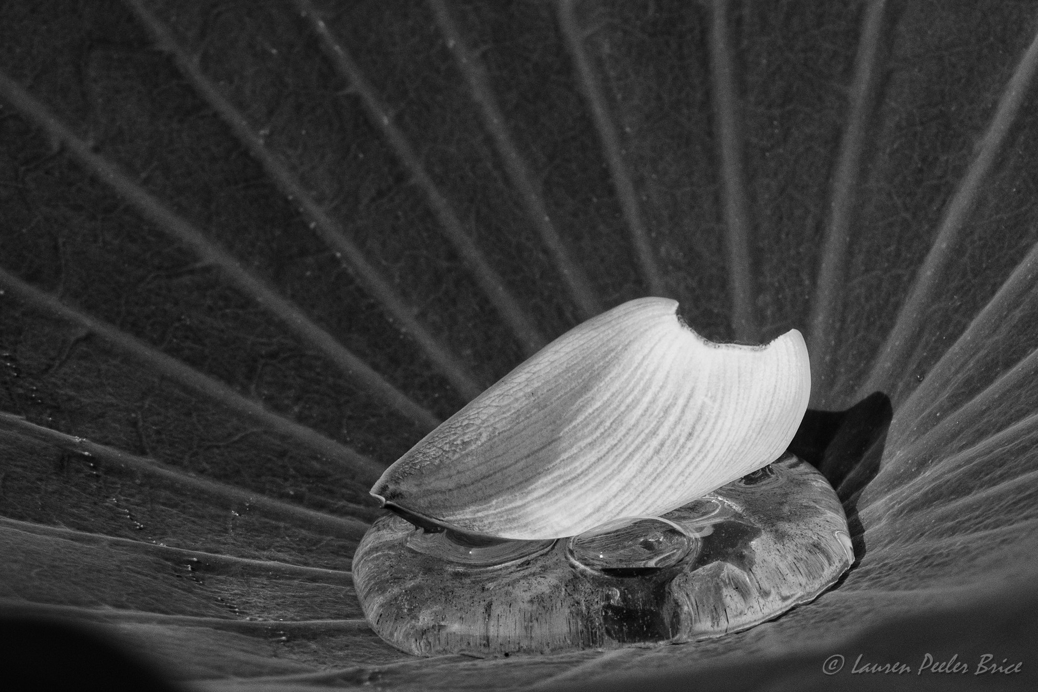Nikon D500 sample photo. Lotus petal, water and leaf photography