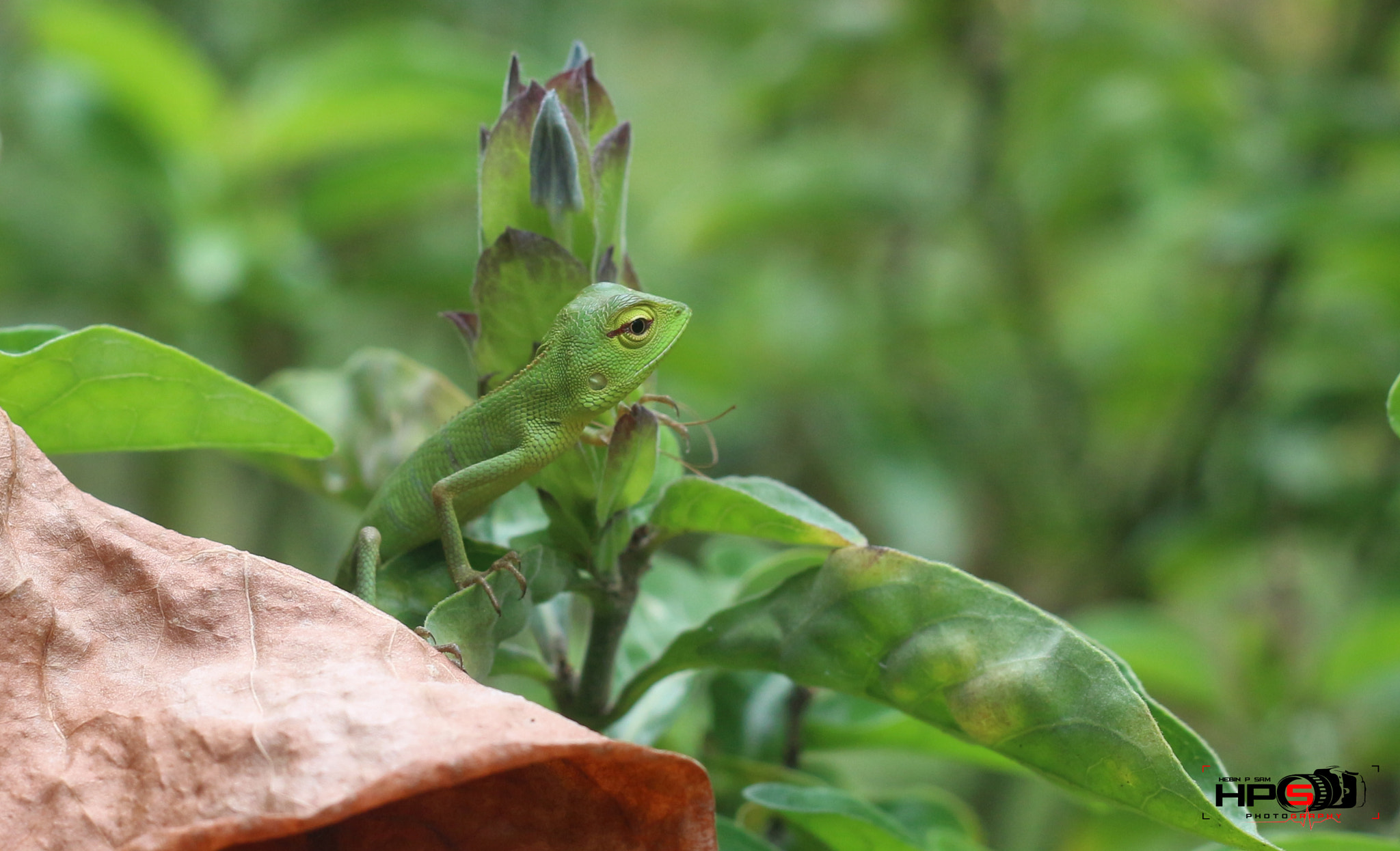 Canon EOS 650D (EOS Rebel T4i / EOS Kiss X6i) + Canon EF 50mm F1.8 II sample photo. Find me...??? photography