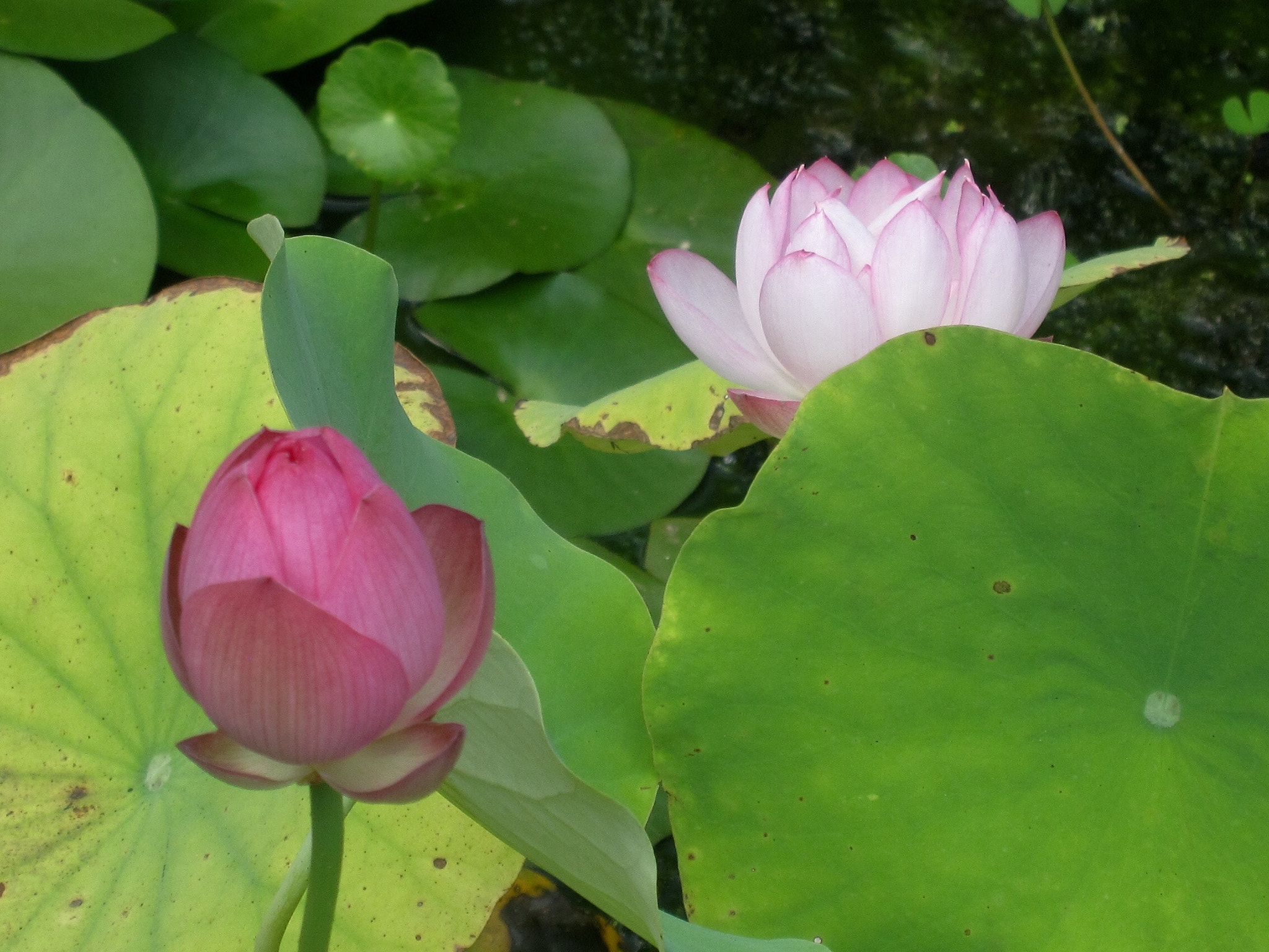 Canon PowerShot SD880 IS (Digital IXUS 870 IS / IXY Digital 920 IS) sample photo. Lotus 荷花 photography