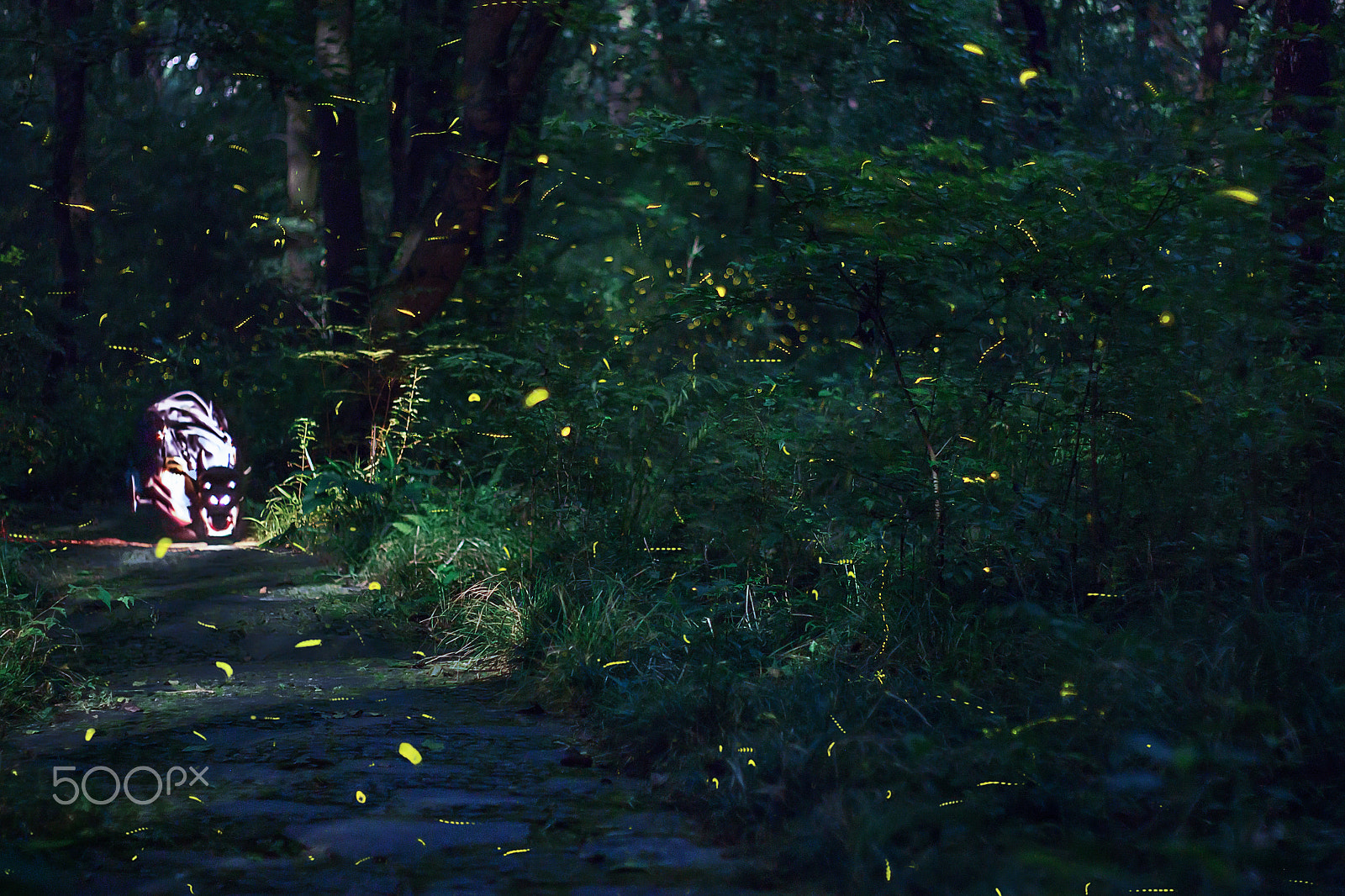 Canon EF 50mm F1.8 II sample photo. Fireflies in the forest photography