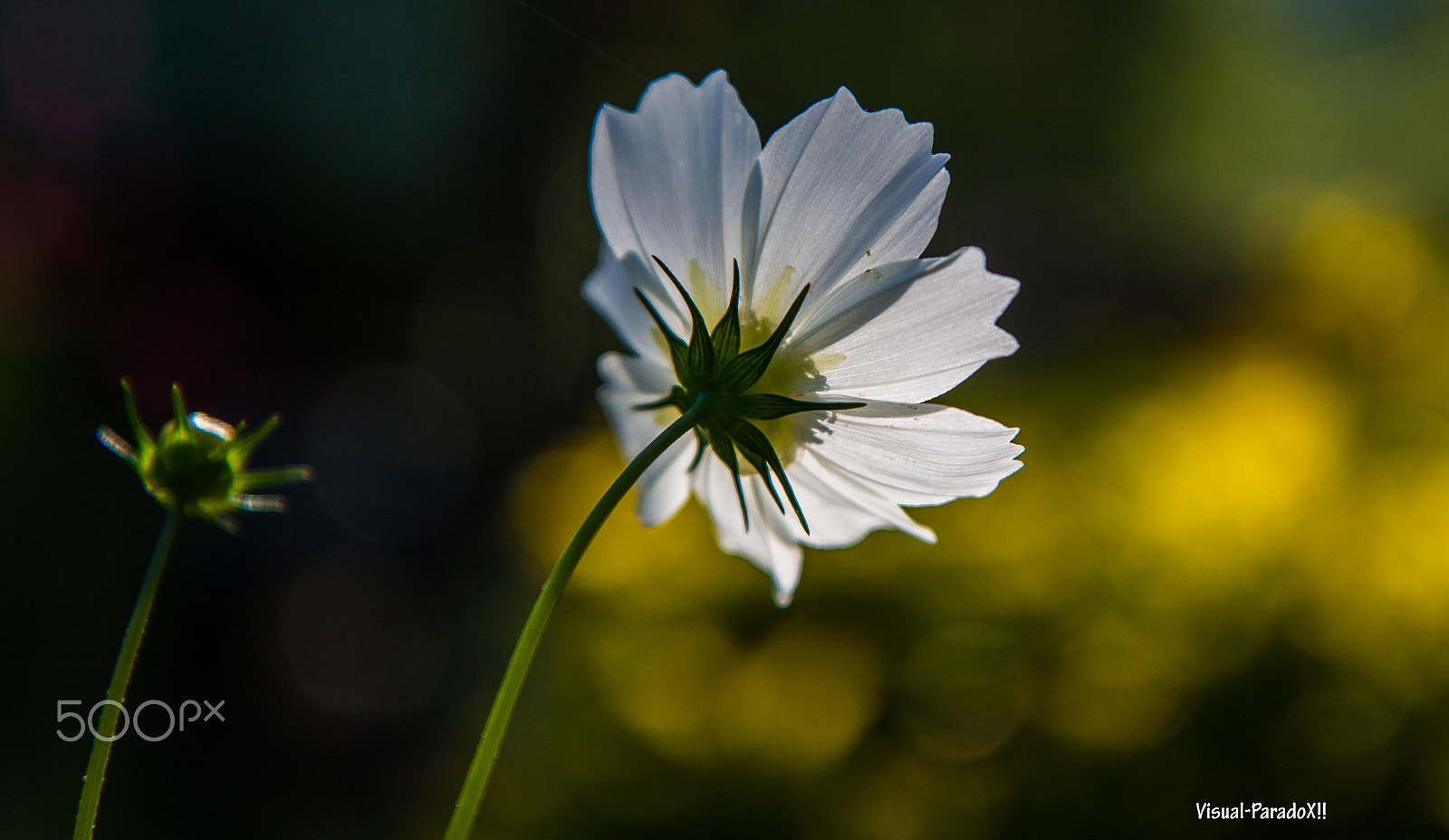 Canon EOS 500D (EOS Rebel T1i / EOS Kiss X3) sample photo. Bud & bloom photography