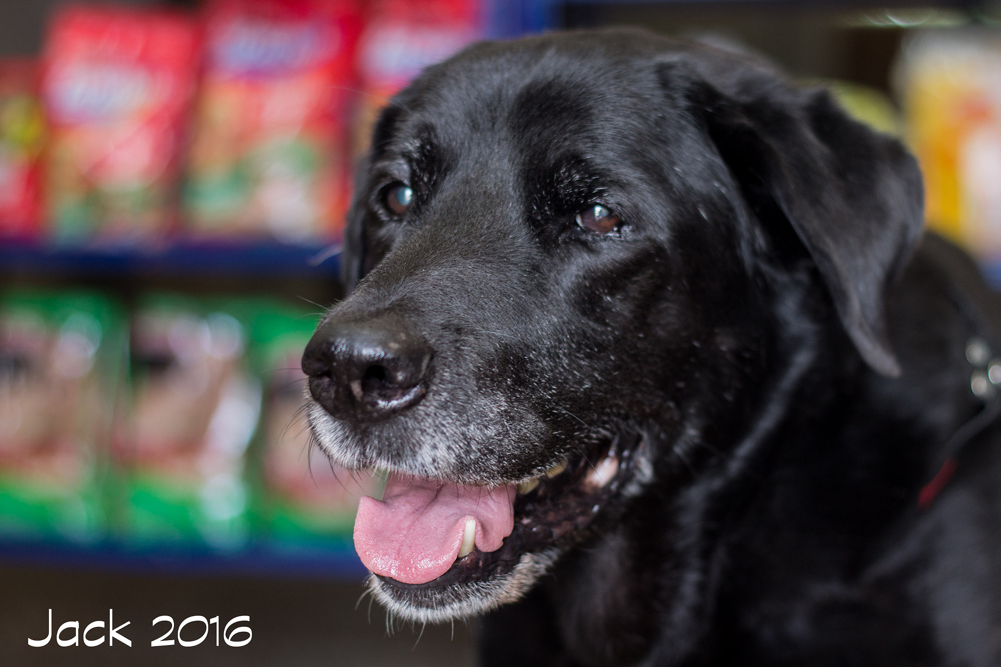 Canon EOS 1100D (EOS Rebel T3 / EOS Kiss X50) + Canon EF 50mm F1.8 II sample photo. Loyalty friend photography