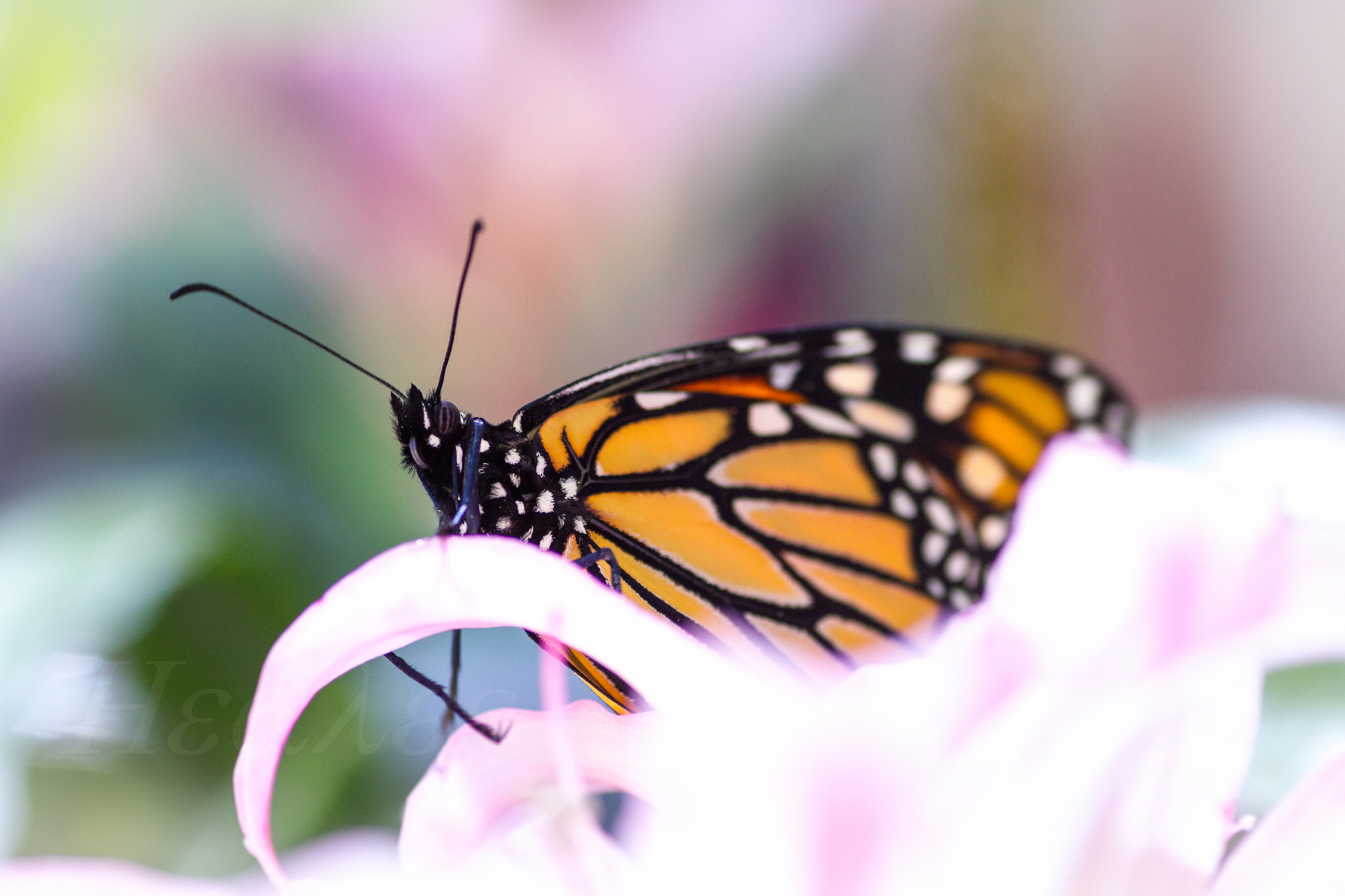 Canon EOS 7D + Tamron SP AF 90mm F2.8 Di Macro sample photo. Monarch butterfly photography