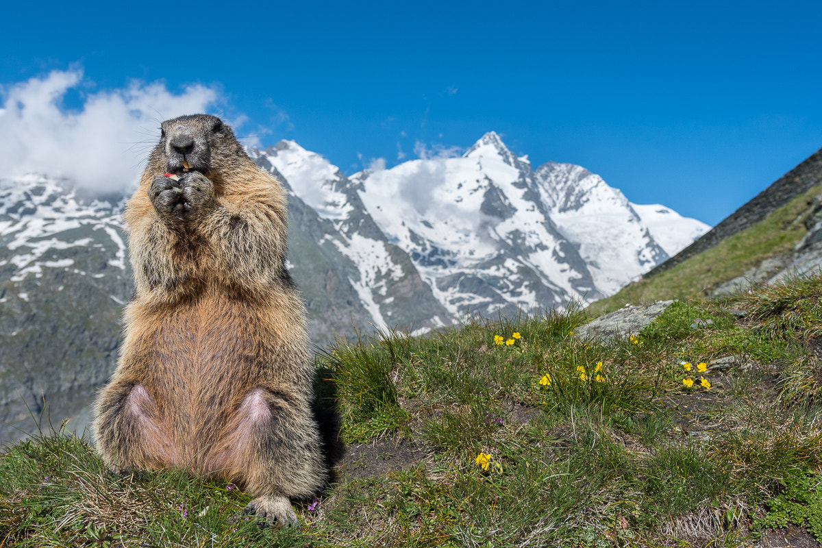 Nikon AF-S Nikkor 14-24mm F2.8G ED sample photo. Murmeltier photography