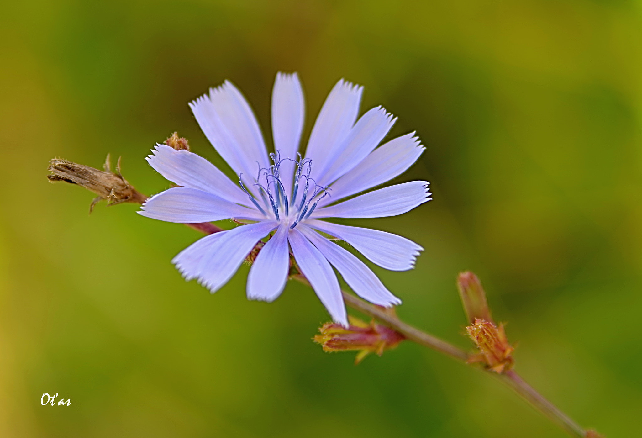 Pentax K-1 sample photo. Flower photography