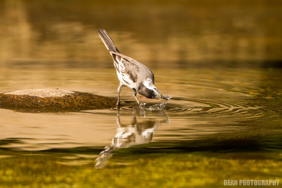 Canon EOS-1D Mark IV sample photo. Drink water photography