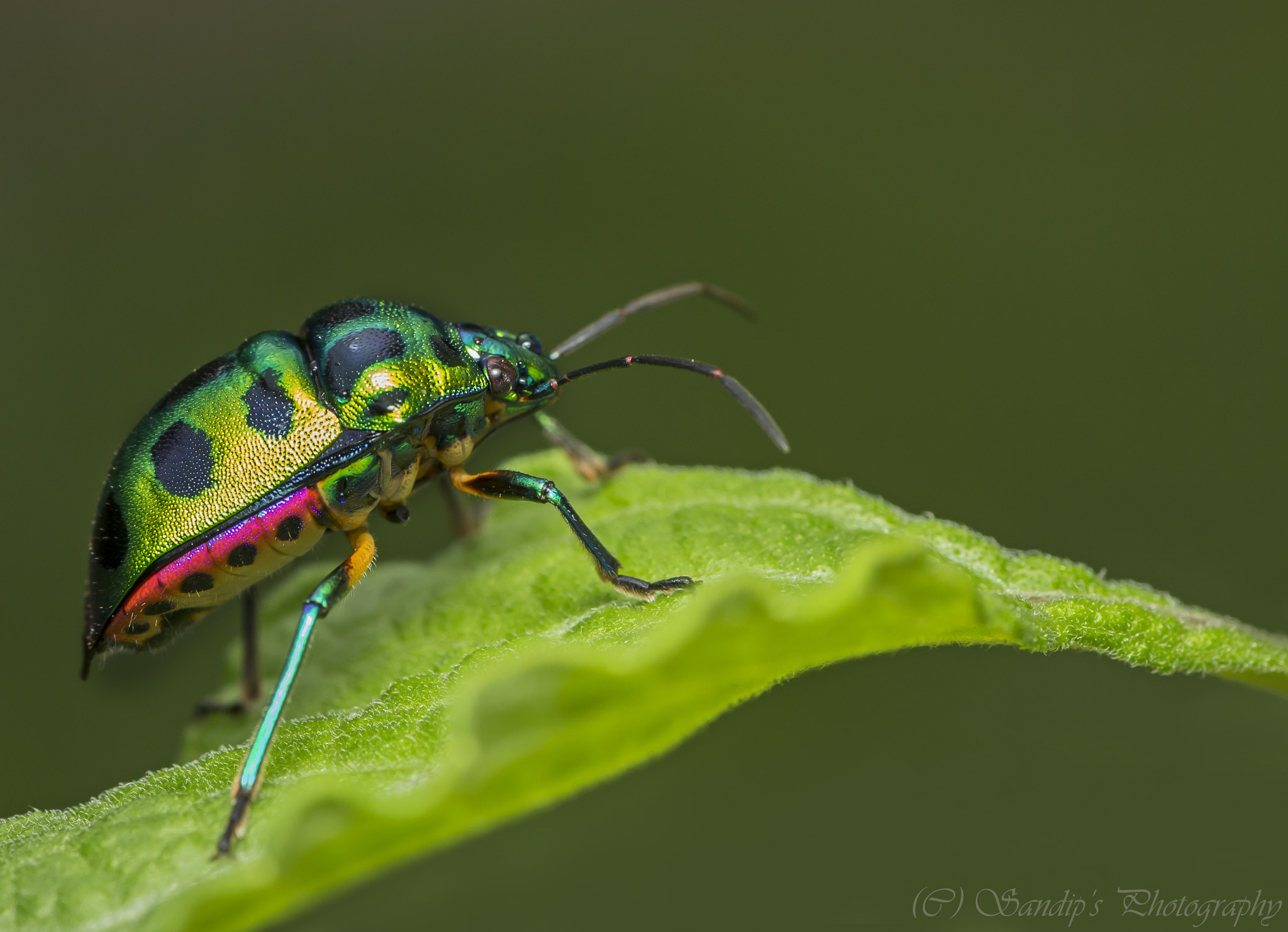 Canon EOS 600D (Rebel EOS T3i / EOS Kiss X5) + Tamron SP AF 90mm F2.8 Di Macro sample photo. Nature's jewel: jewel bug...... photography