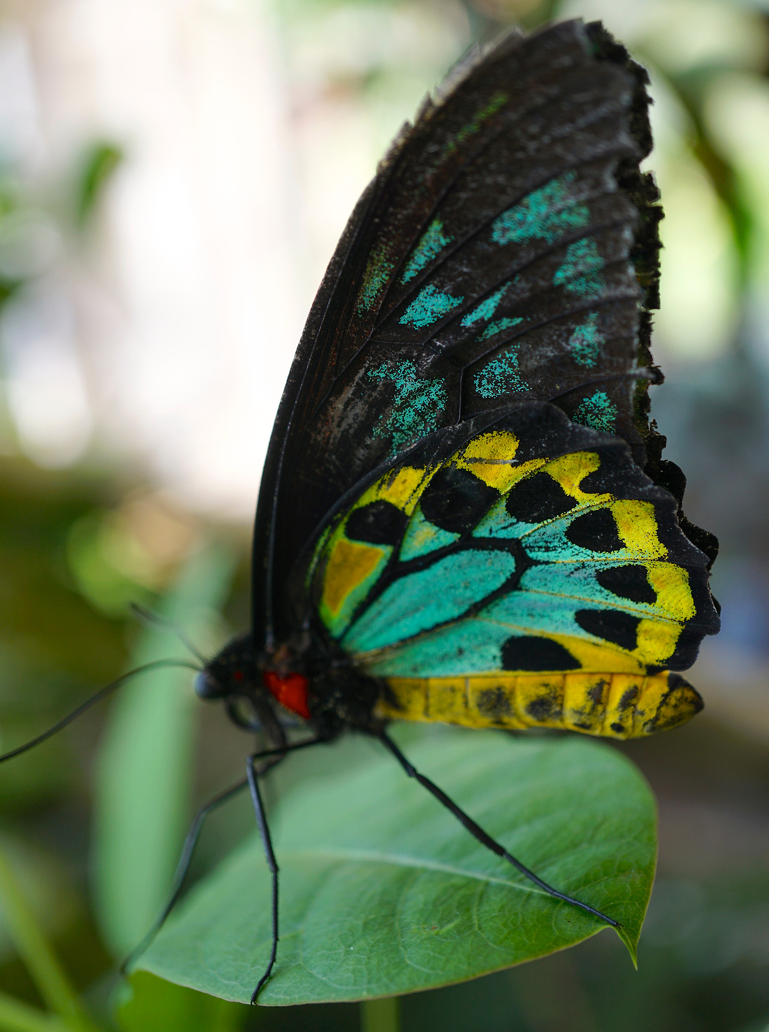 Sony a6000 + Sony E 30mm F3.5 sample photo. Parantica aspasia photography
