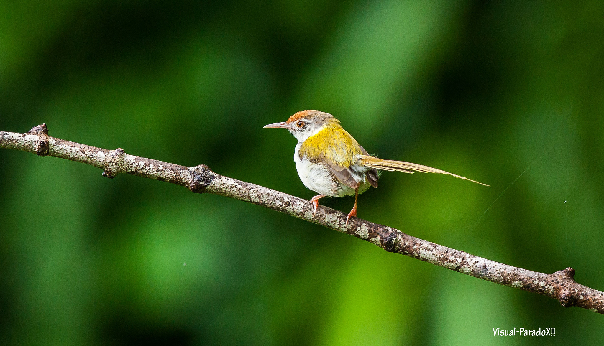 Canon EF 300mm F2.8L IS II USM sample photo. Taylor bird photography