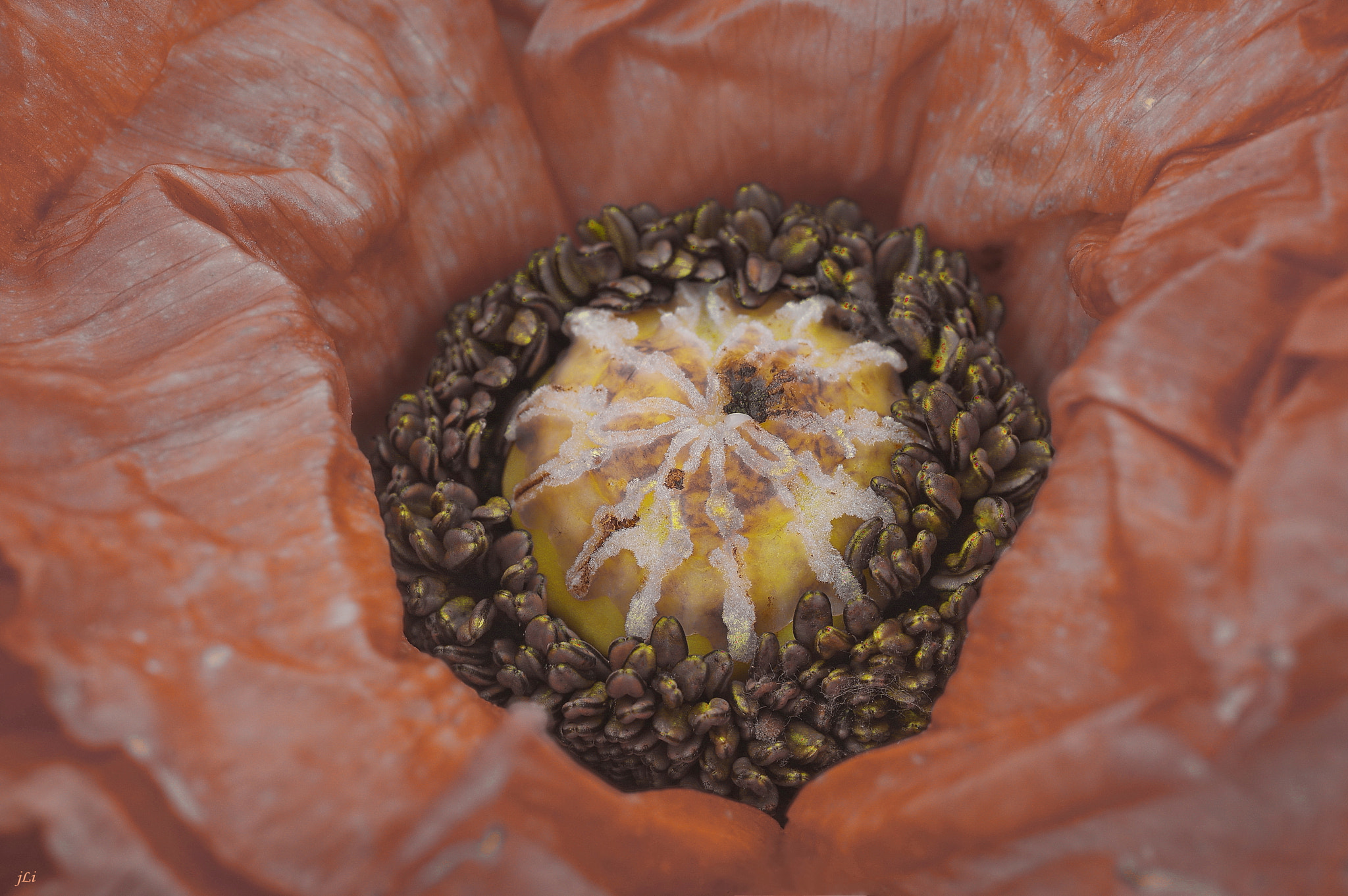 Pentax K-3 + Tamron SP AF 90mm F2.8 Di Macro sample photo. Poppies :loneliness iii ;) photography