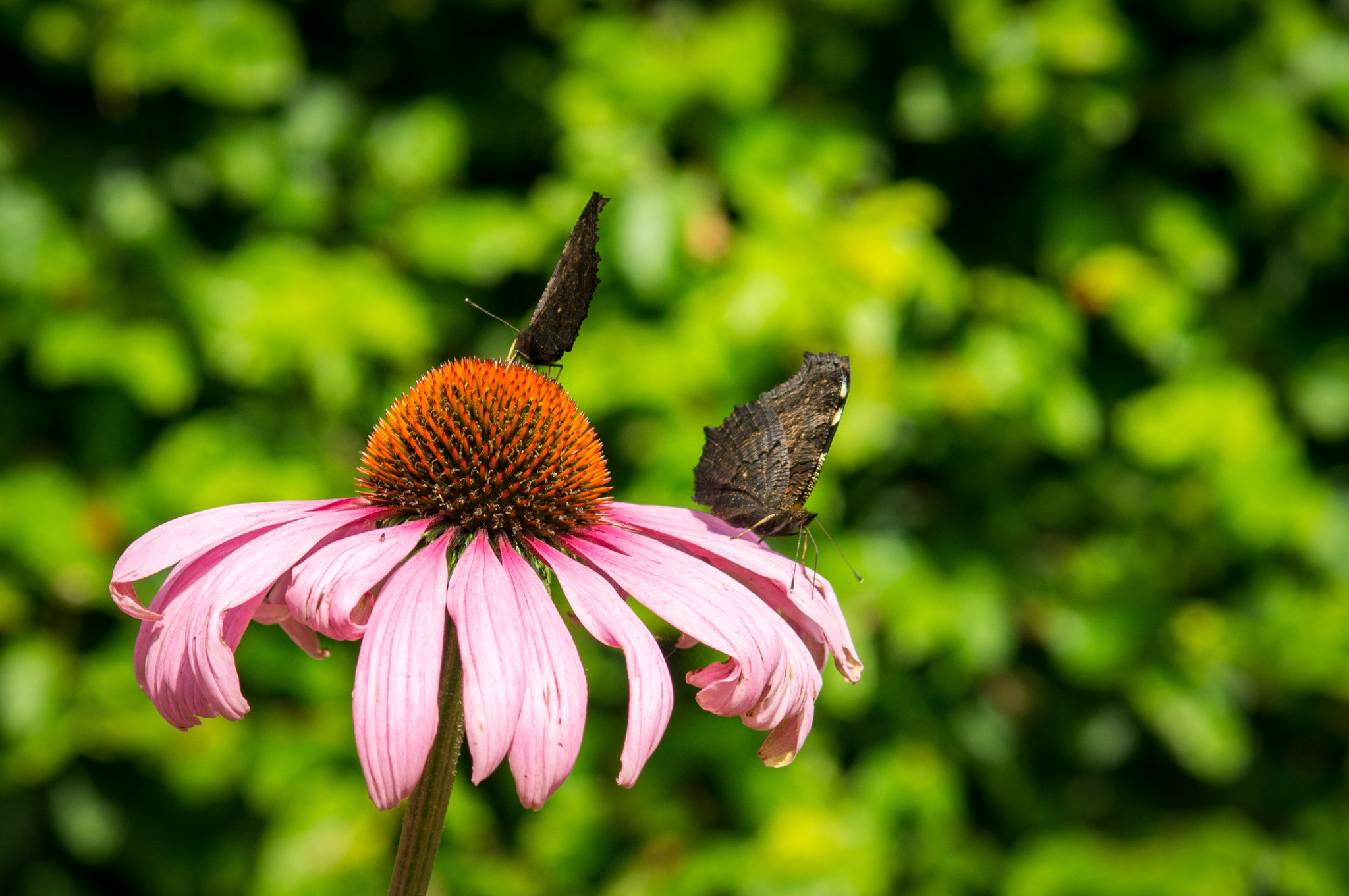 Sony SLT-A57 + Minolta AF 70-210mm F4 Macro sample photo. Butterflies photography