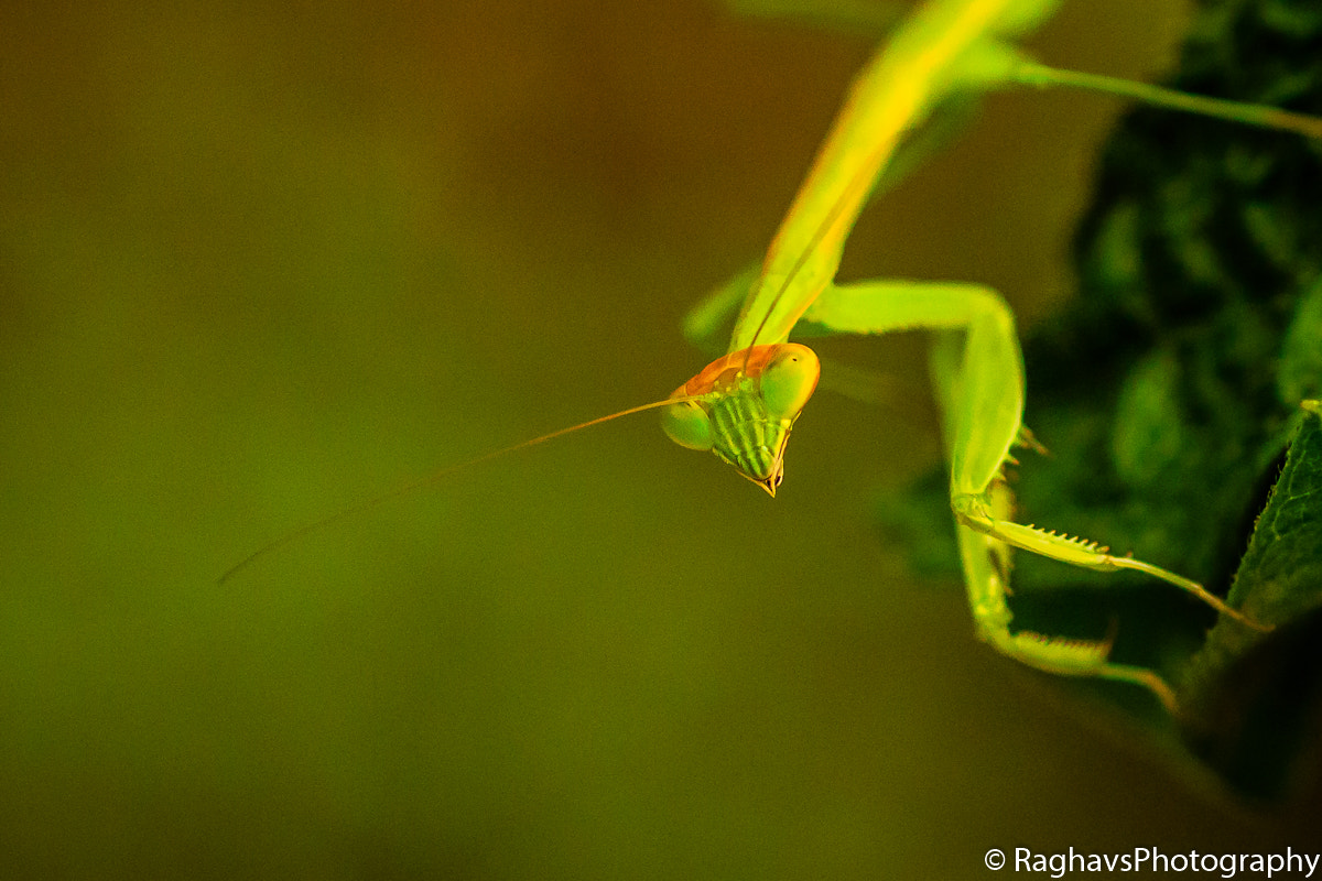 Canon EOS 7D Mark II + Tamron SP AF 90mm F2.8 Di Macro sample photo. Mantis look photography