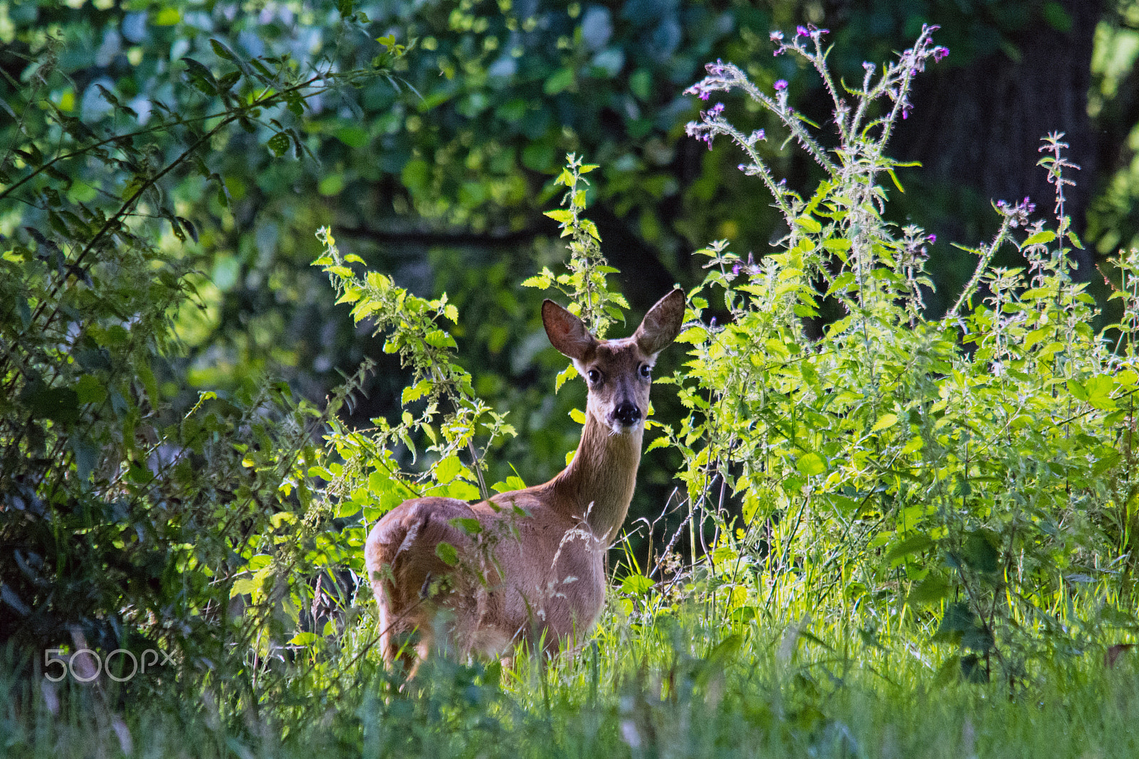 Sigma 150-500mm F5-6.3 DG OS HSM sample photo. Dsc_7562 roe doe photography
