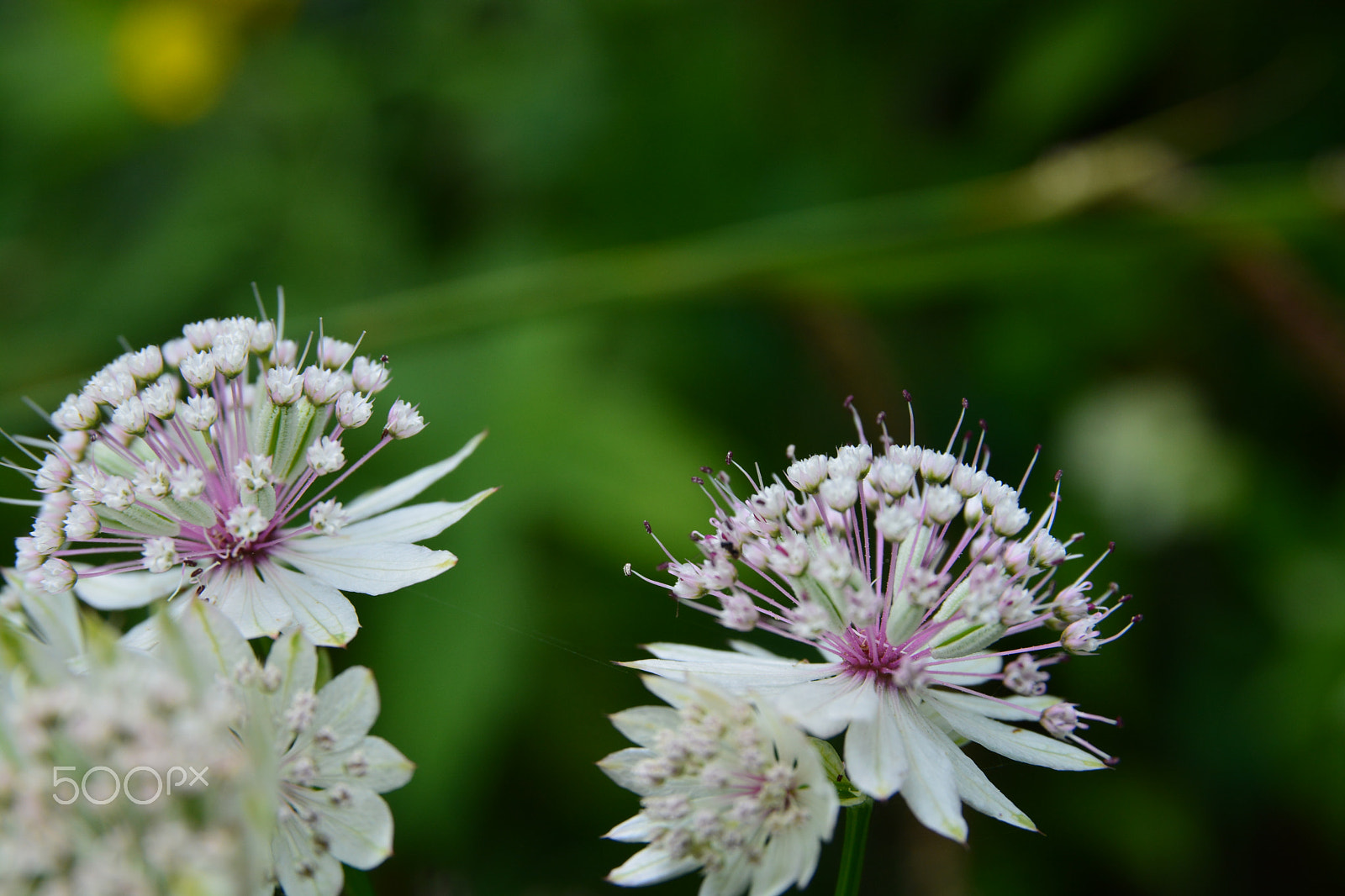 Sigma 17-70mm F2.8-4.5 DC Macro Asp. IF sample photo. In my garden photography