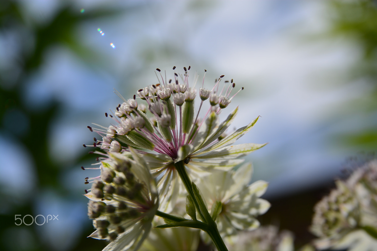 Sigma 17-70mm F2.8-4.5 DC Macro Asp. IF sample photo. My garden photography