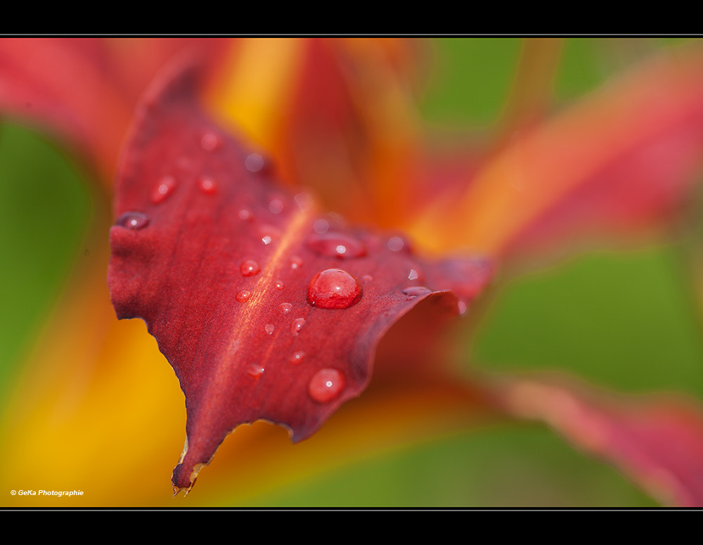 Sigma 105mm F2.8 EX DG Macro sample photo. Floraler farbflash photography