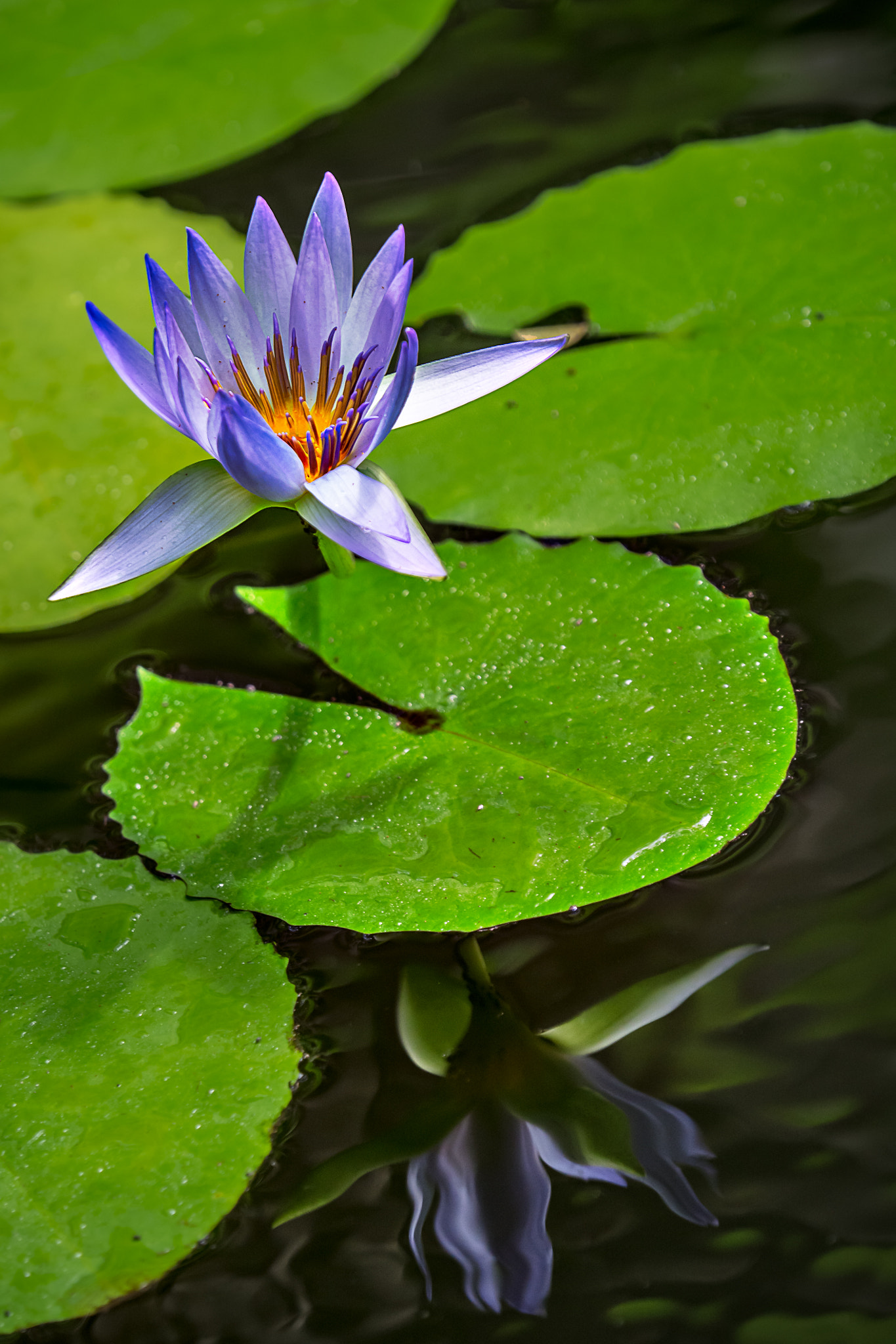Olympus OM-D E-M10 + Olympus M.Zuiko Digital ED 40-150mm F2.8 Pro sample photo. Reach - water lilly photography