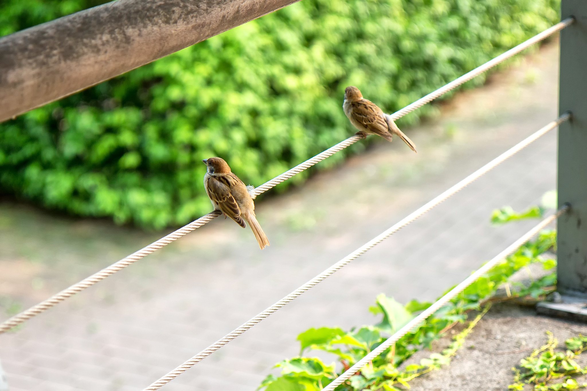 Canon EOS M sample photo. Sparrow photography