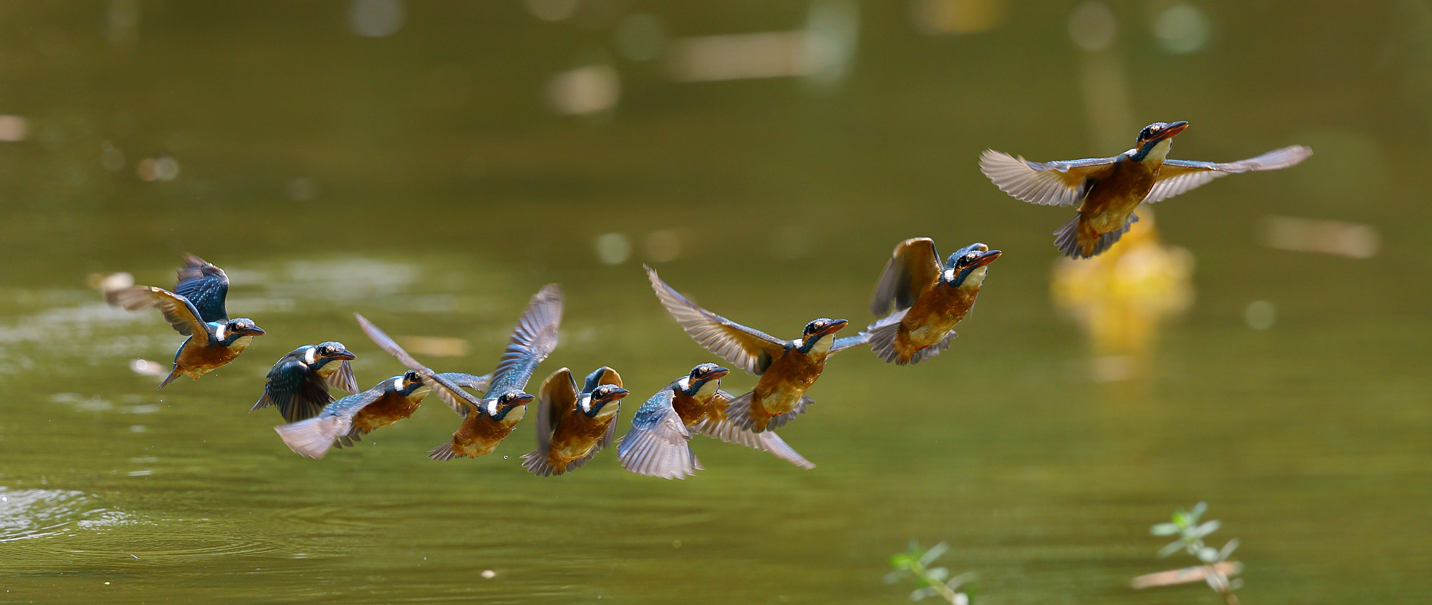 Canon EOS-1D X + Canon EF 300mm F2.8L IS II USM sample photo. Kingfisher flight trajectory photography