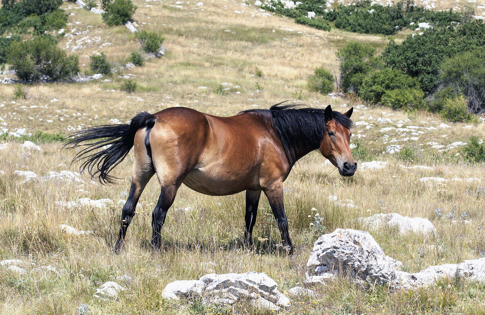 Canon EOS 450D (EOS Rebel XSi / EOS Kiss X2) sample photo. Wild horse in livno photography