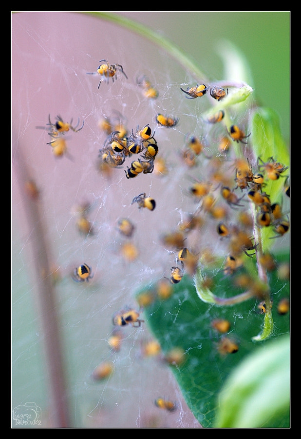 Nikon D80 + Sigma 150mm F2.8 EX DG Macro HSM sample photo. Childhood #3 photography