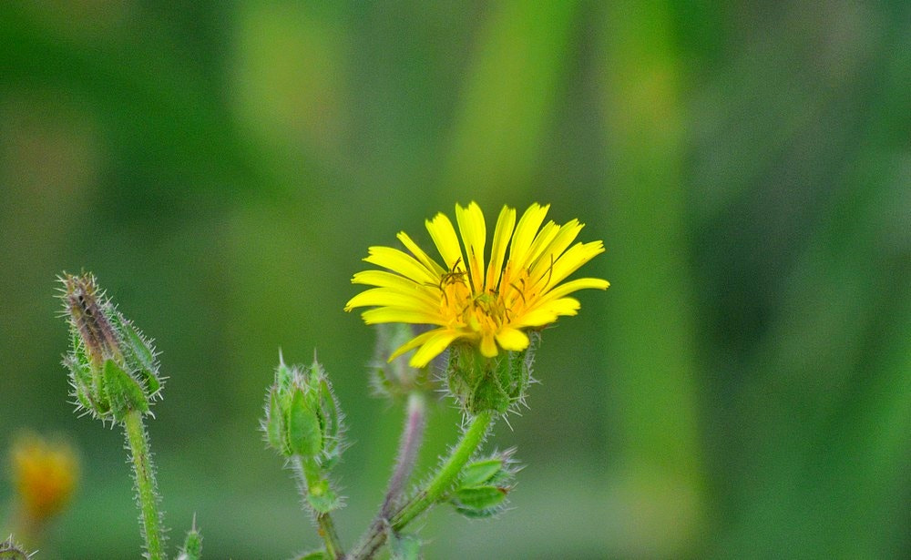 Sigma 70-300mm F4-5.6 APO Macro Super II sample photo. Les fleurs des champs -57 photography