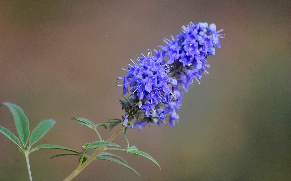 Sigma 70-300mm F4-5.6 APO Macro Super II sample photo. Les fleurs des champs - 58 photography
