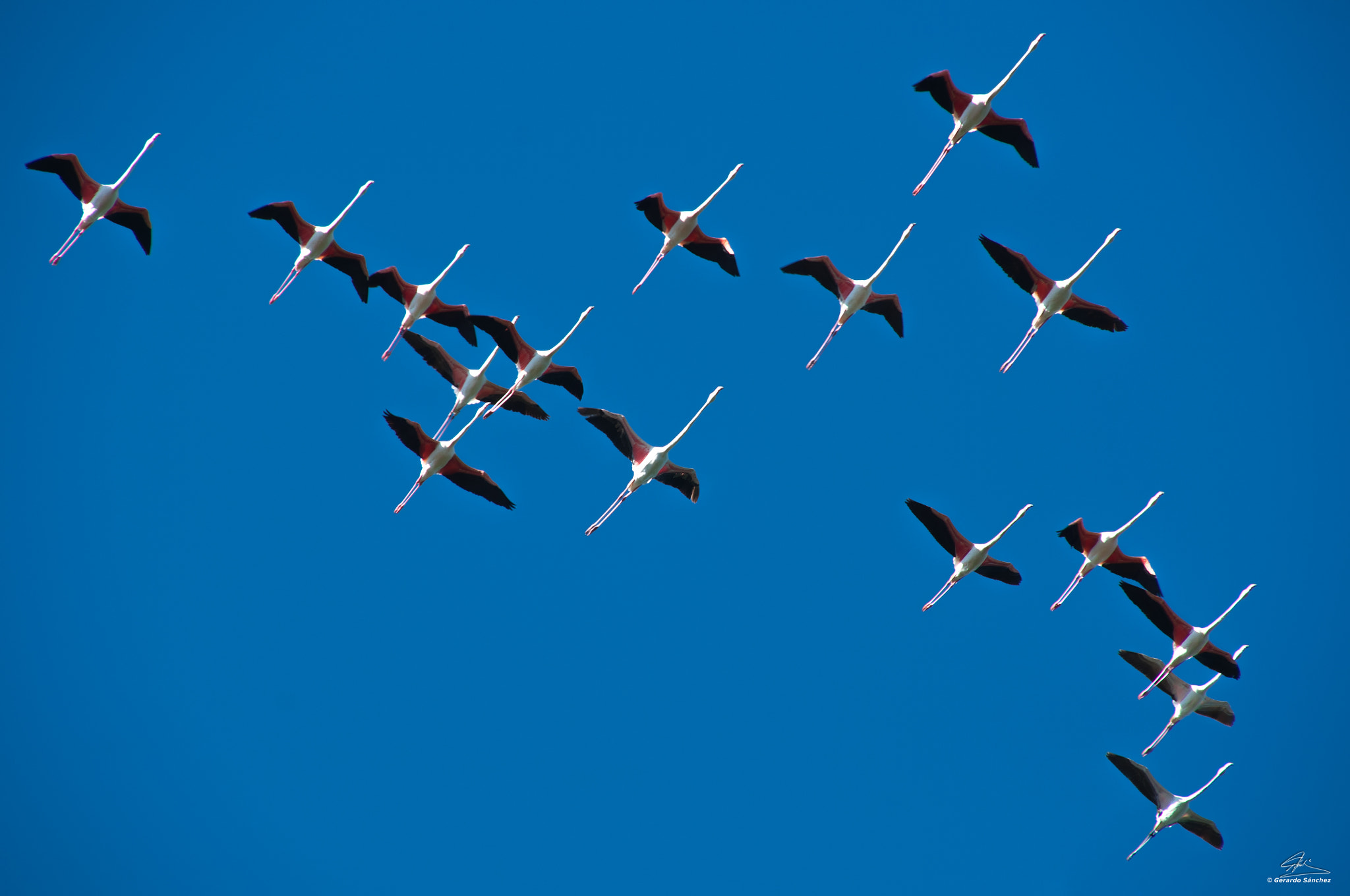 Nikon D90 + Sigma 18-200mm F3.5-6.3 DC sample photo. Flamingos photography