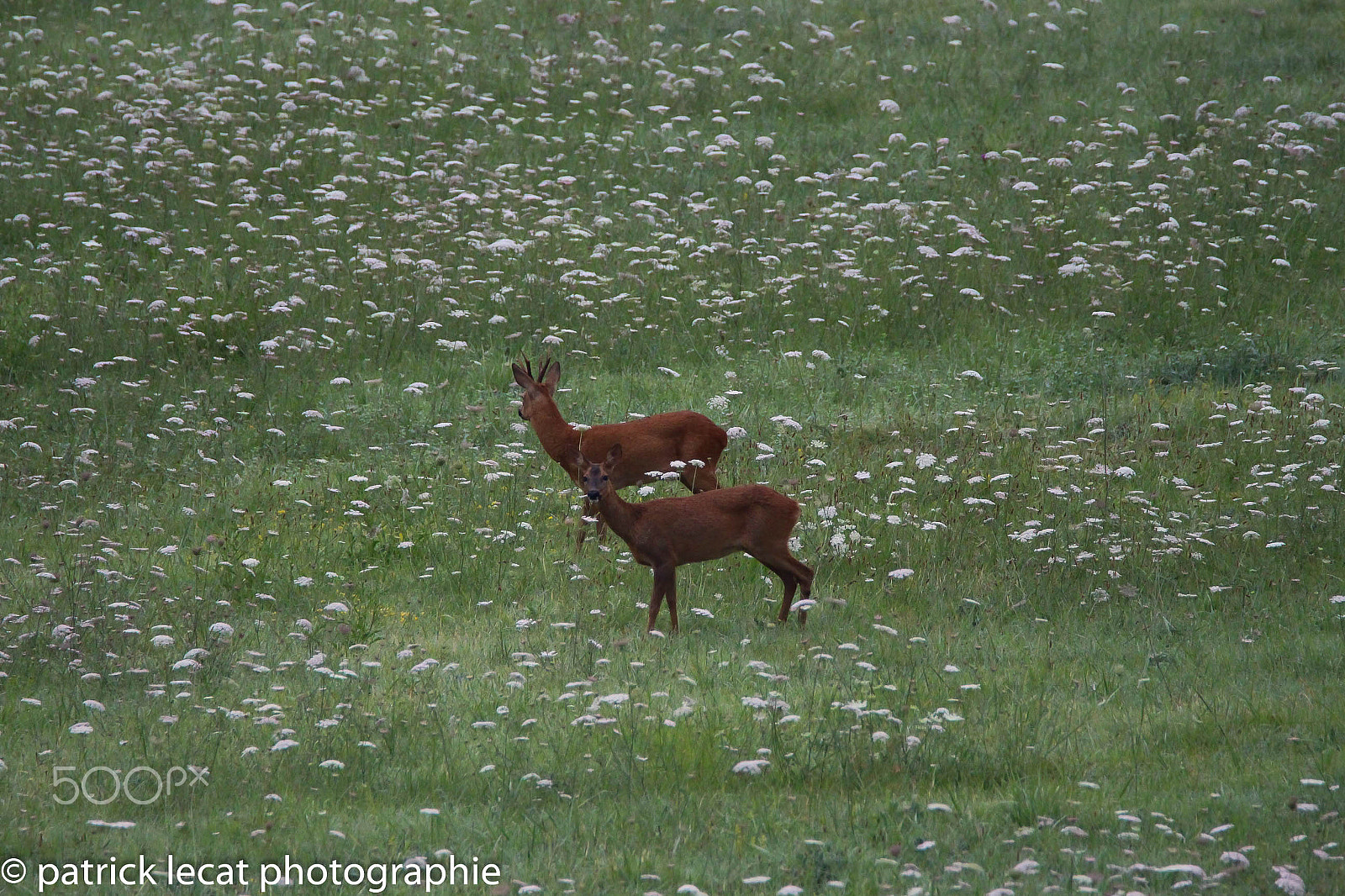 Tamron SP 150-600mm F5-6.3 Di VC USD sample photo. Promenade dans les prés photography