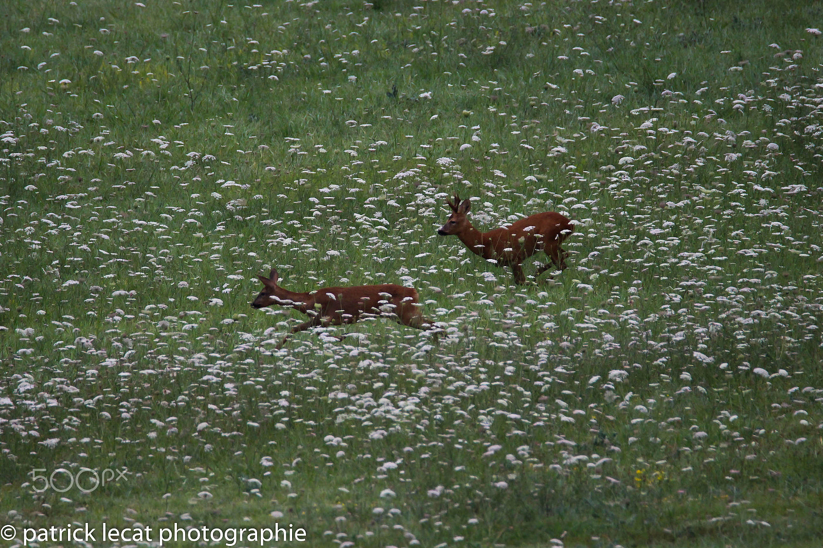 Tamron SP 150-600mm F5-6.3 Di VC USD sample photo. Promenade dans les prés photography