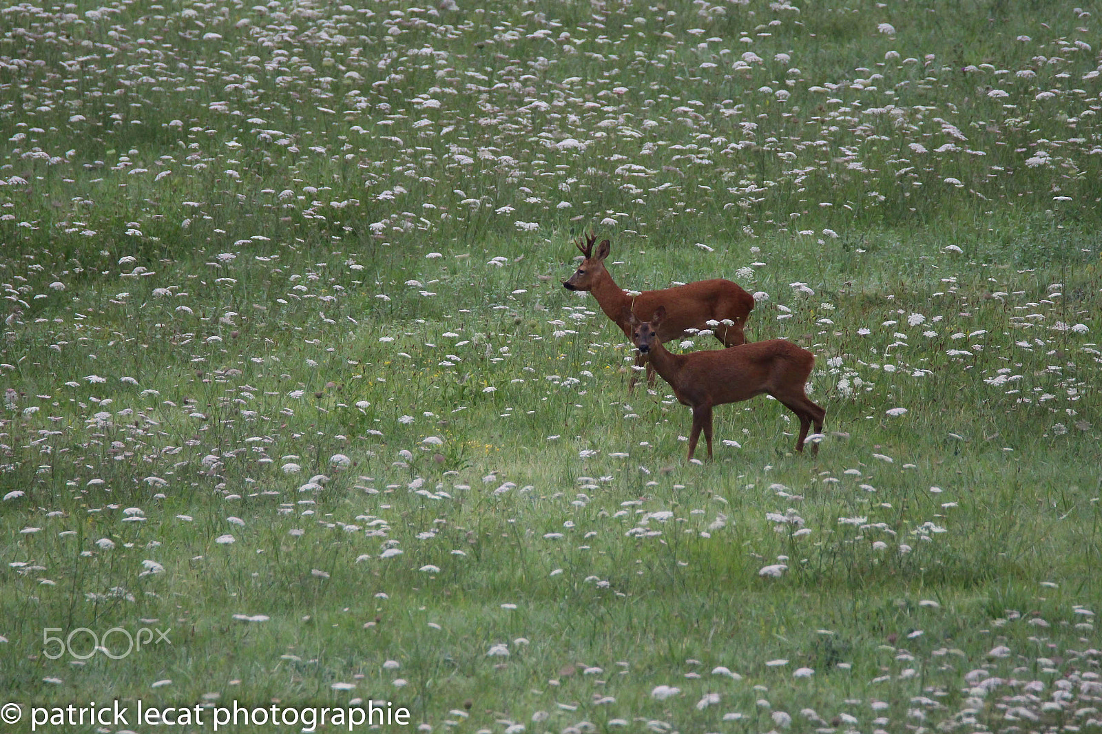Tamron SP 150-600mm F5-6.3 Di VC USD sample photo. Promenade dans les prés photography