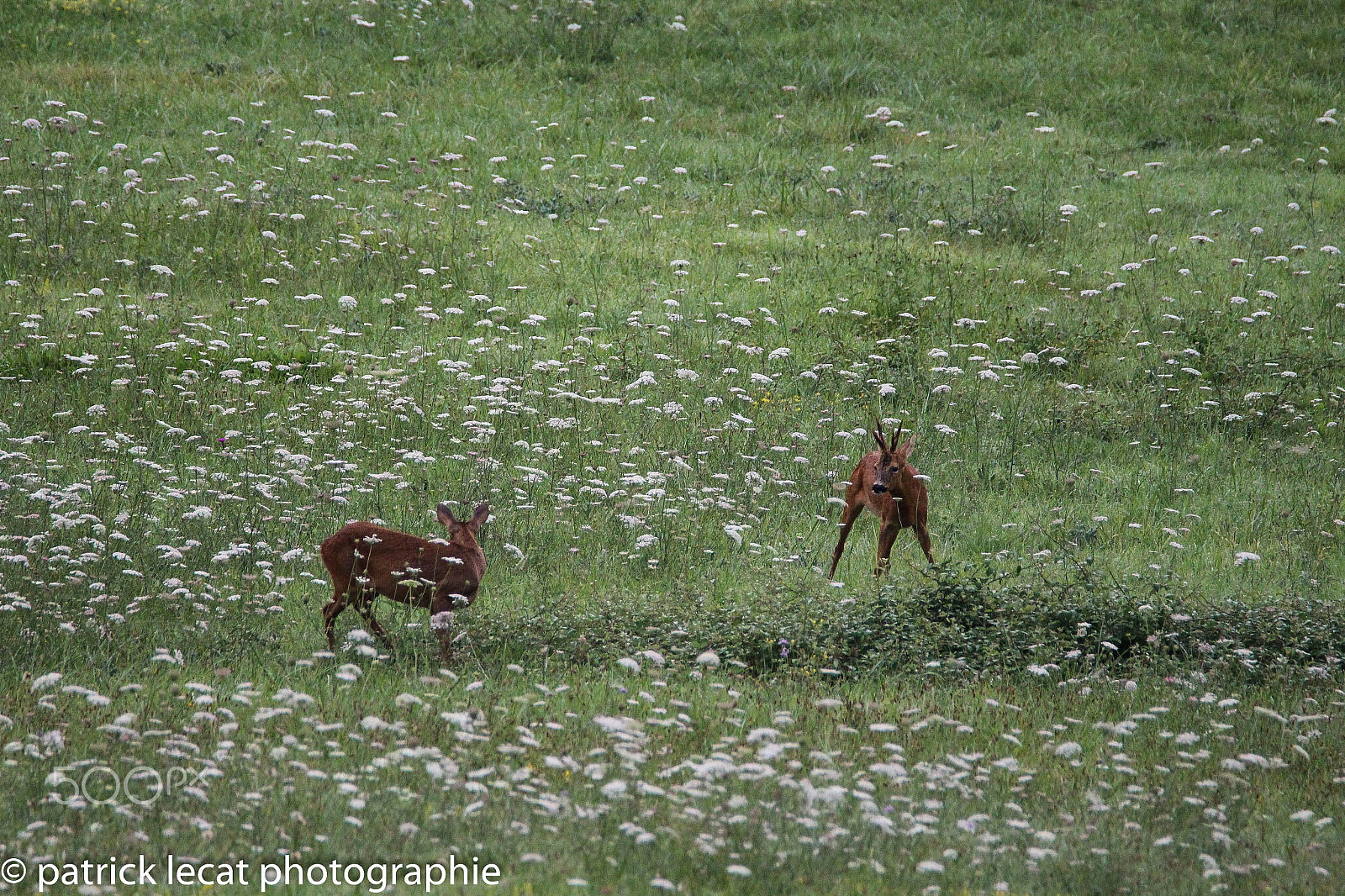 Tamron SP 150-600mm F5-6.3 Di VC USD sample photo. Promenade dans les prés photography