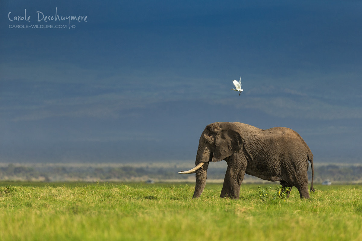 Canon EF 200-400mm F4L IS USM Extender 1.4x sample photo. Amboseli bull photography