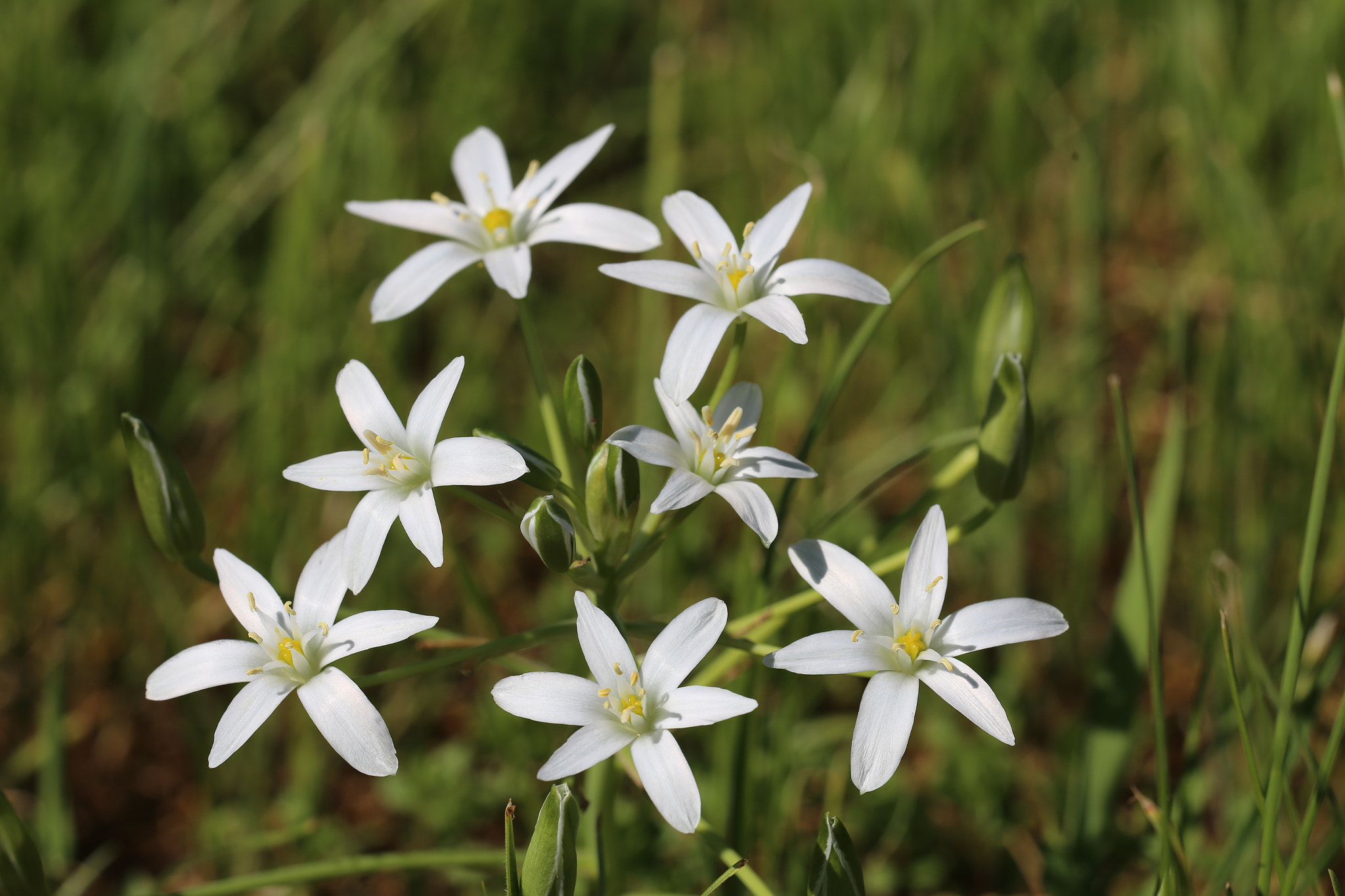 Sigma 150mm f/2.8 EX DG OS HSM APO Macro sample photo. Ornithogalum umbellatum photography