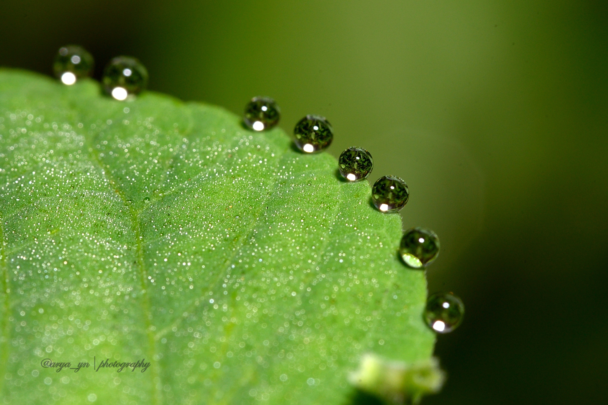 Sigma 105mm F2.8 EX DG OS HSM sample photo. Morning dew photography
