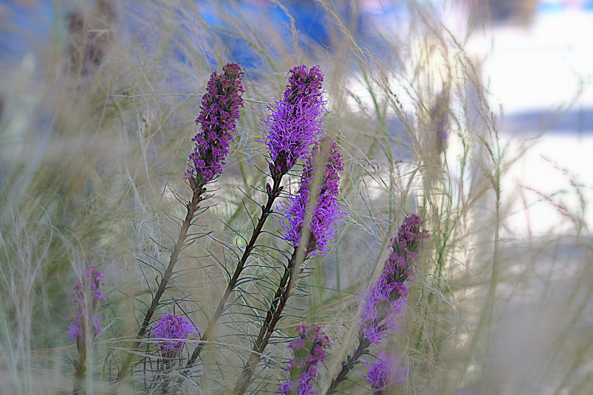Sigma 70-300mm F4-5.6 APO DG Macro sample photo. Happy perennial purple photography