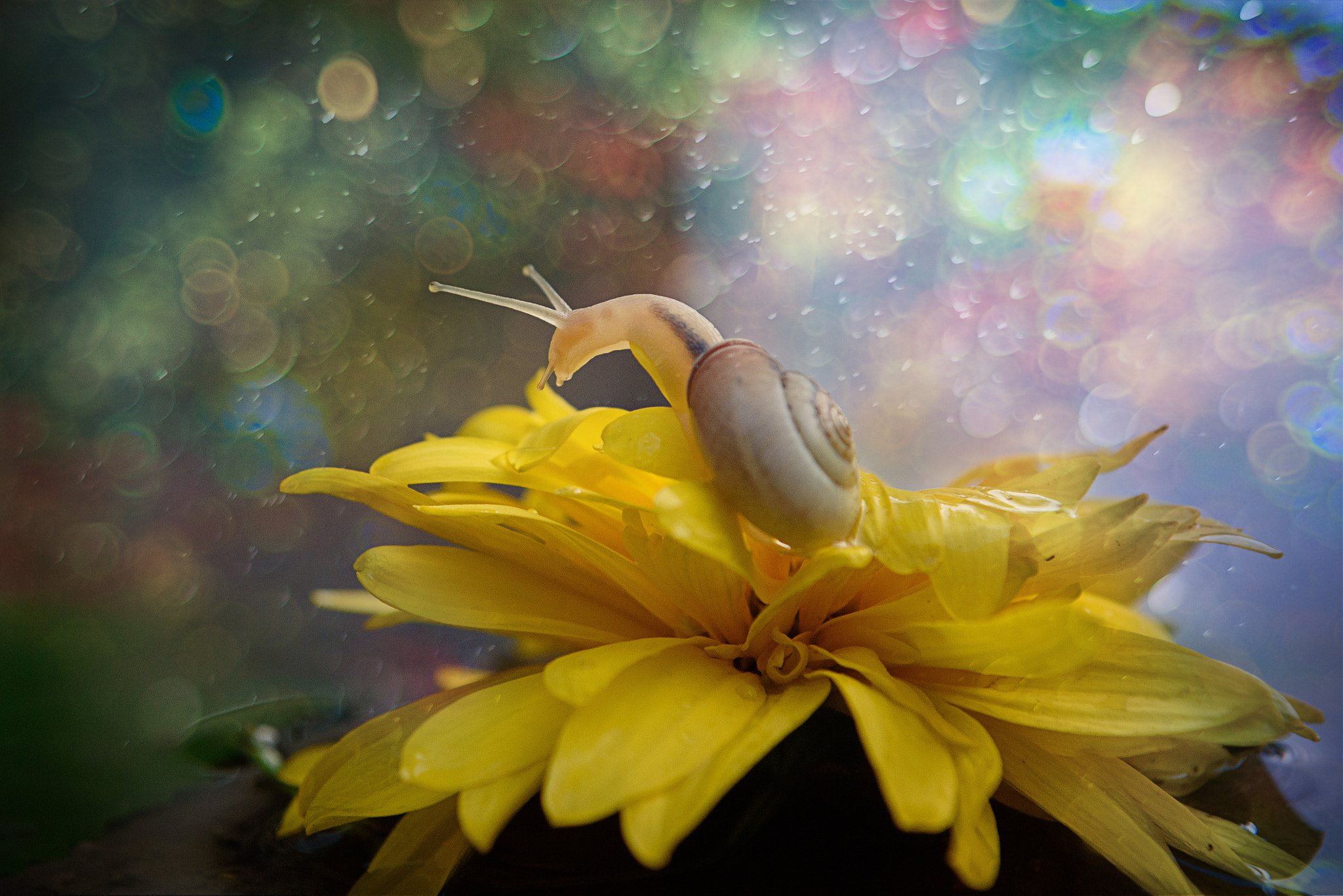 Nikon D750 + Sigma 24-70mm F2.8 EX DG Macro sample photo. Dsc_0876.jpg photography