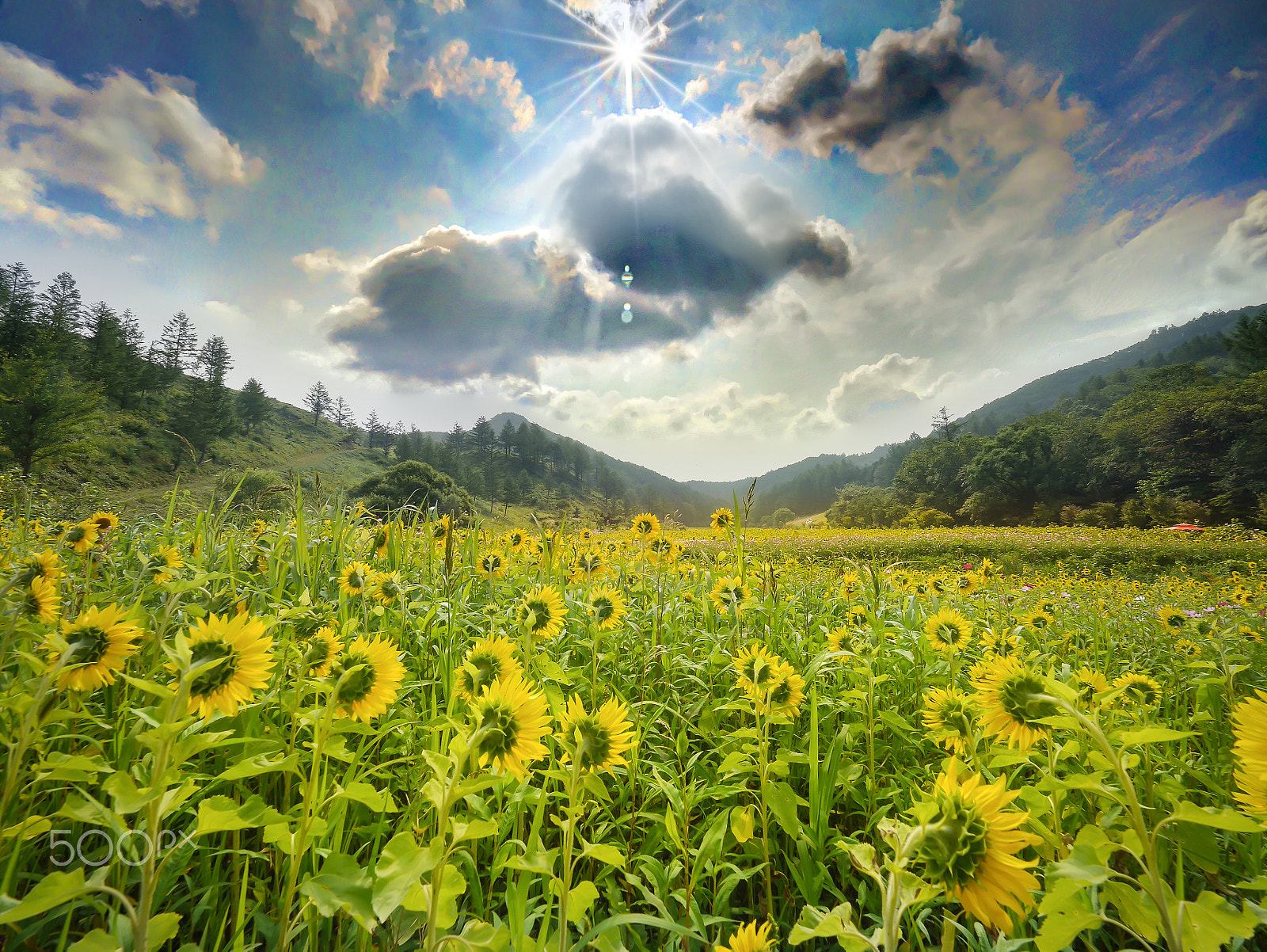 Panasonic Lumix DMC-GX7 + Olympus M.Zuiko Digital ED 7-14mm F2.8 PRO sample photo. Wonderland photography