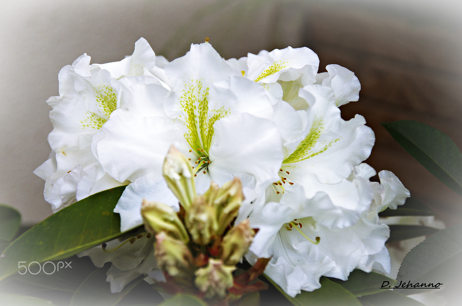 Pentax K-5 sample photo. Happy birthday linda .. photography