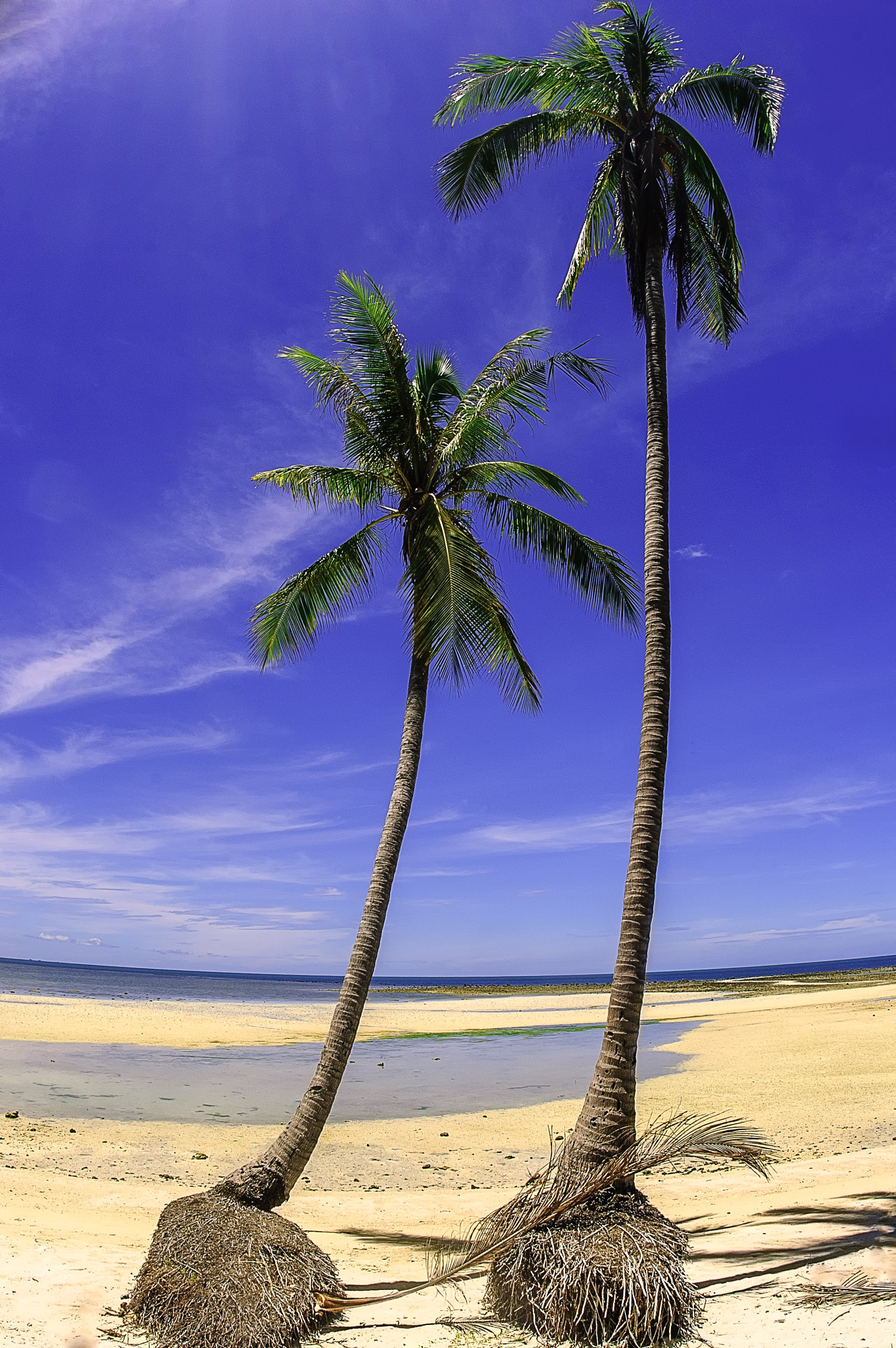 Nikon D200 + Nikon AF Fisheye-Nikkor 16mm F2.8D sample photo. Palms on the beach photography