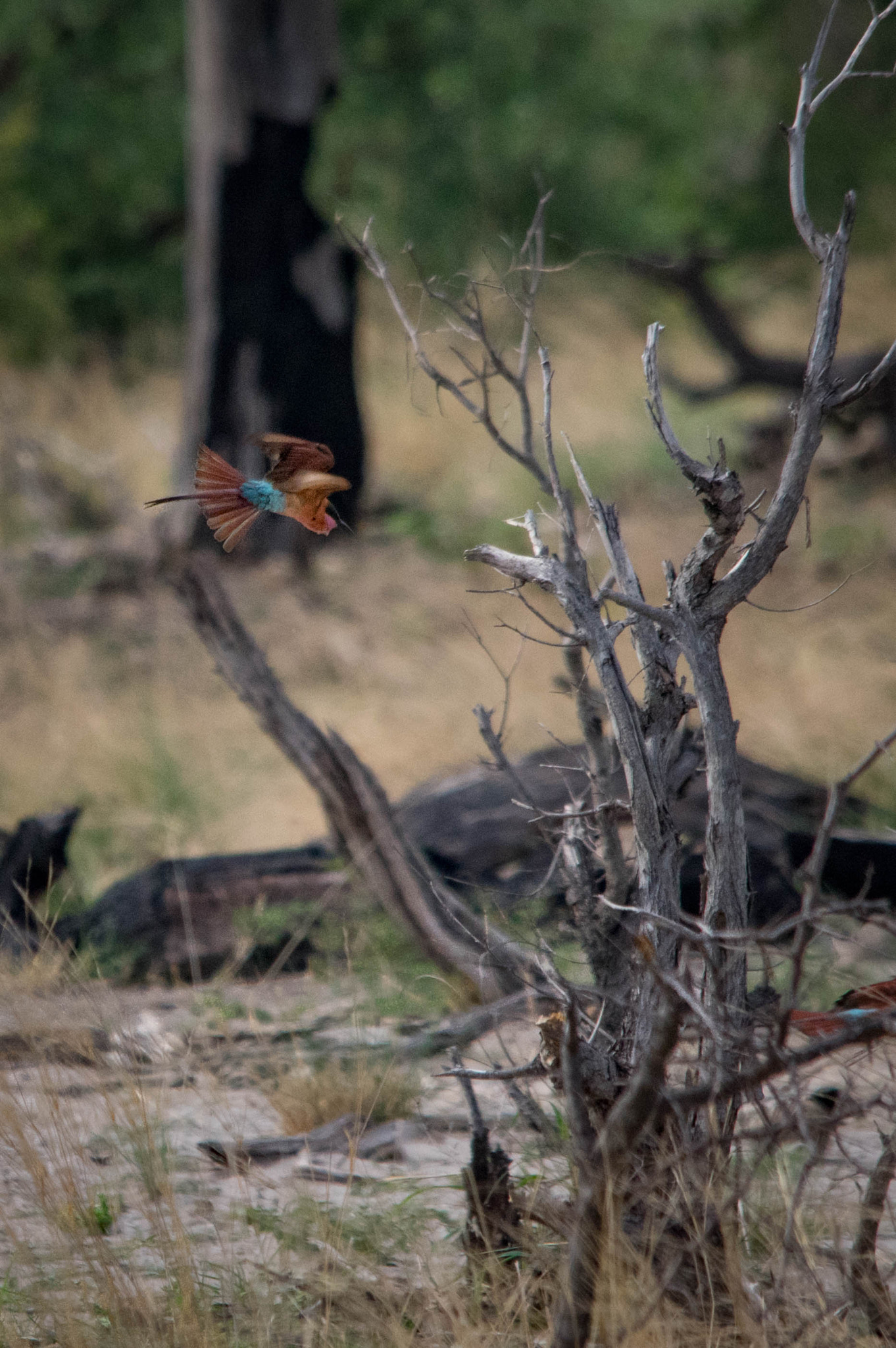 Sigma 70-200mm F2.8 EX DG Macro HSM II sample photo. Southern carmine bee-eater photography