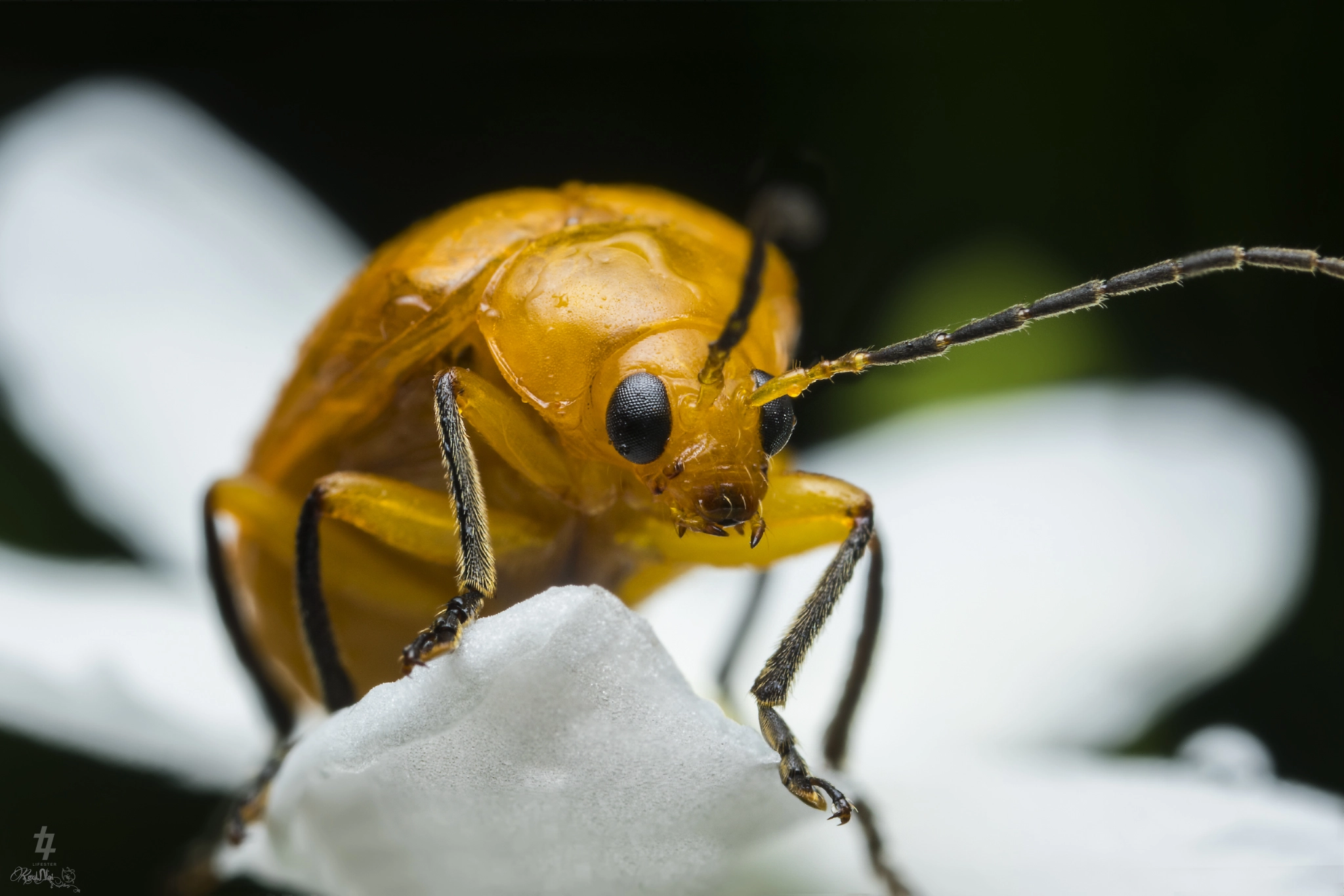 Canon MP-E 65mm F2.5 1-5x Macro Photo sample photo. Cucumber beetle photography