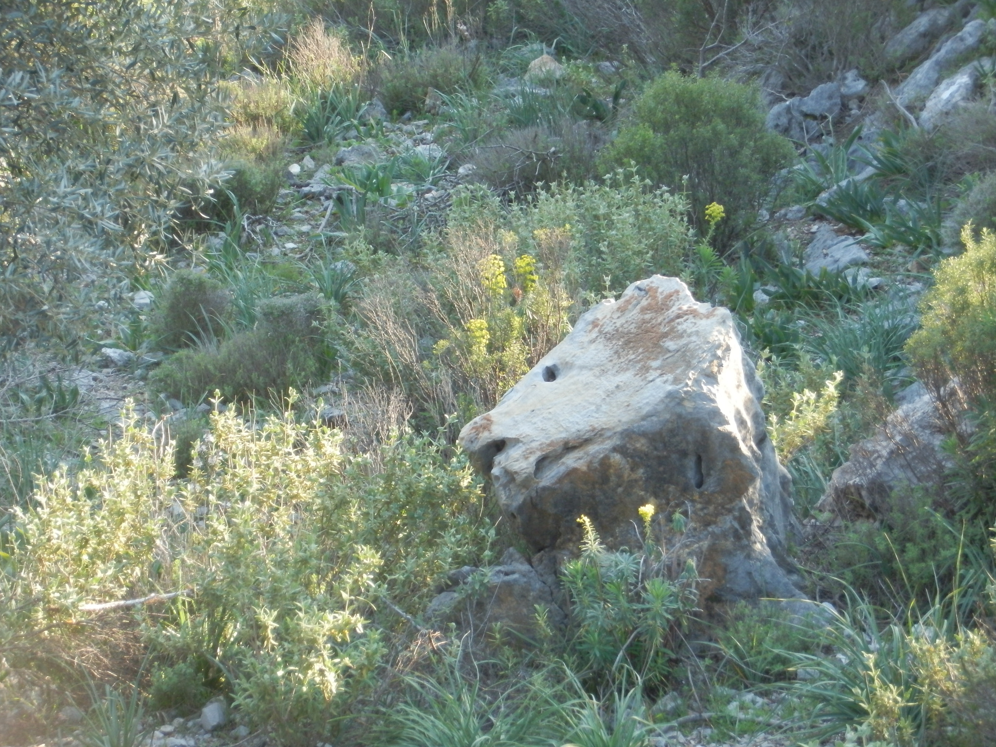 Olympus SH-21 sample photo. Stone lİke a lion head. photography