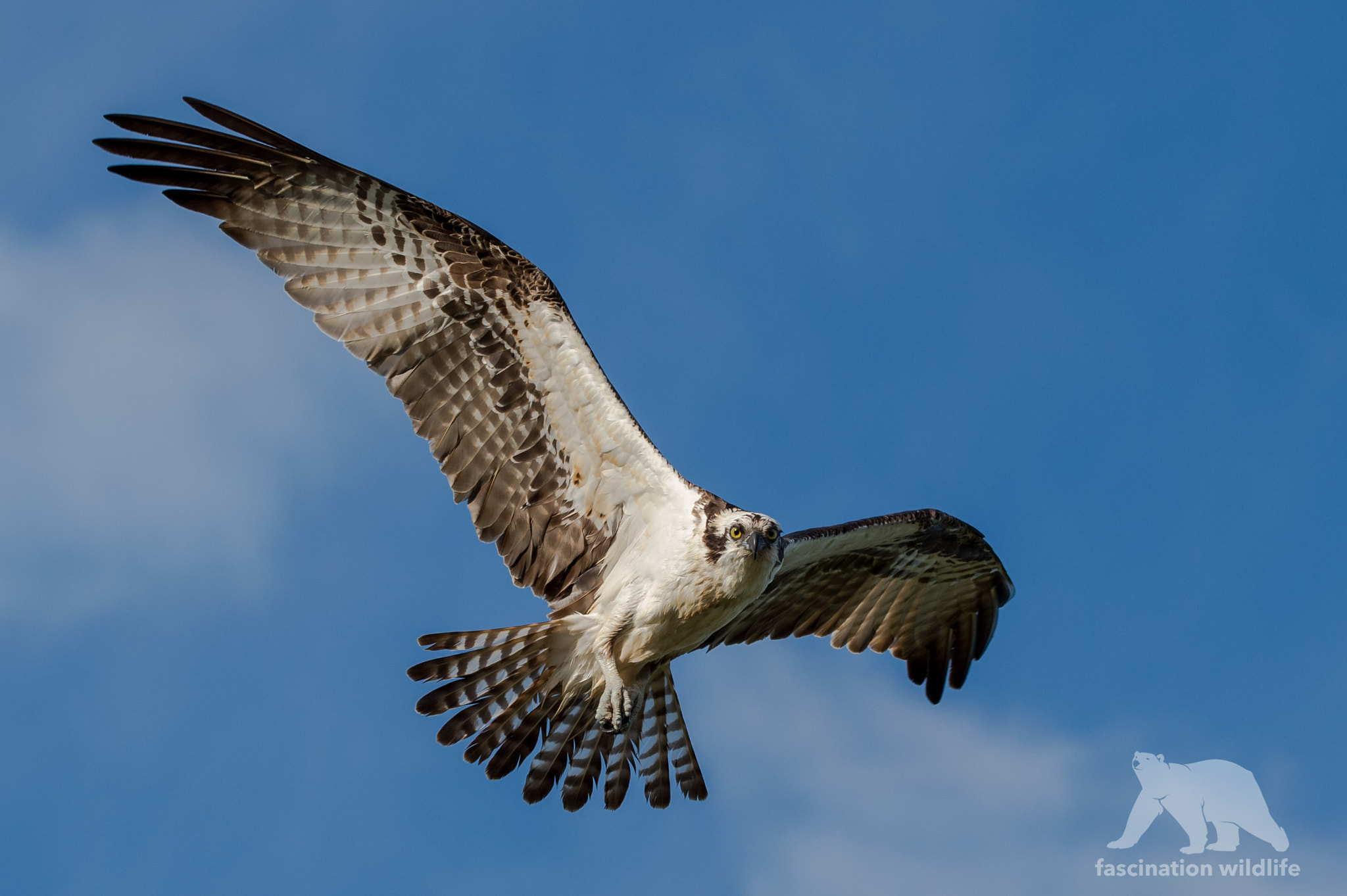 Sigma 150-600mm F5-6.3 DG OS HSM | S sample photo. Osprey fly by photography