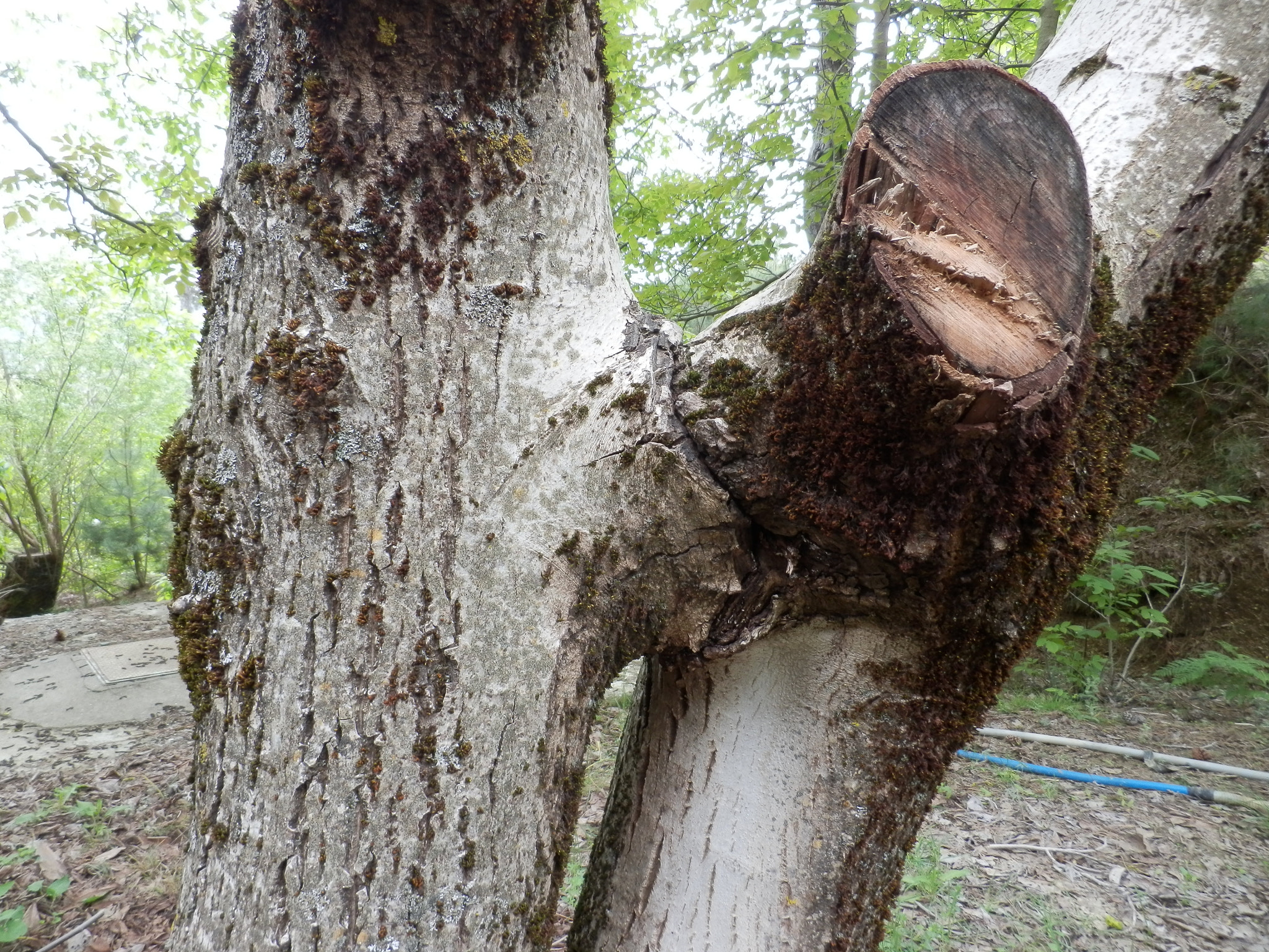 Olympus SH-21 sample photo. Kissing trees.. photography