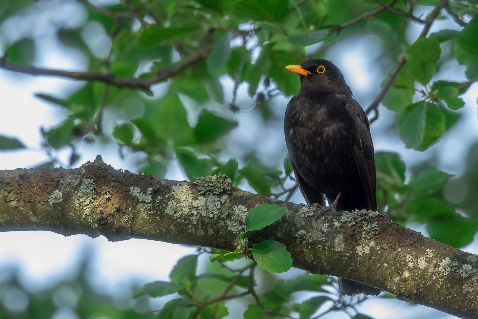 Olympus OM-D E-M1 + M.300mm F4.0 + MC-14 sample photo. Bird photos summer 2016 photography