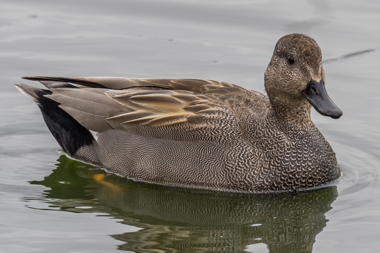 Olympus OM-D E-M1 + M.300mm F4.0 + MC-14 sample photo. Gadwall photography