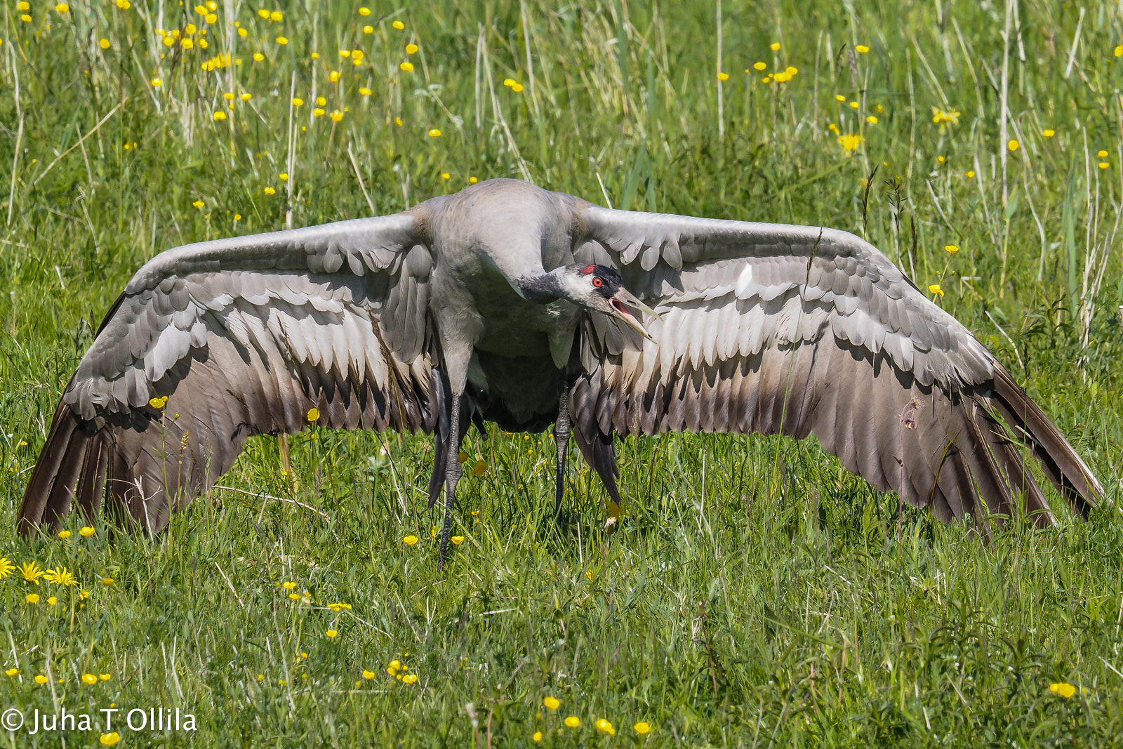 Olympus OM-D E-M1 + M.300mm F4.0 + MC-14 sample photo. A common crane - nice moves photography